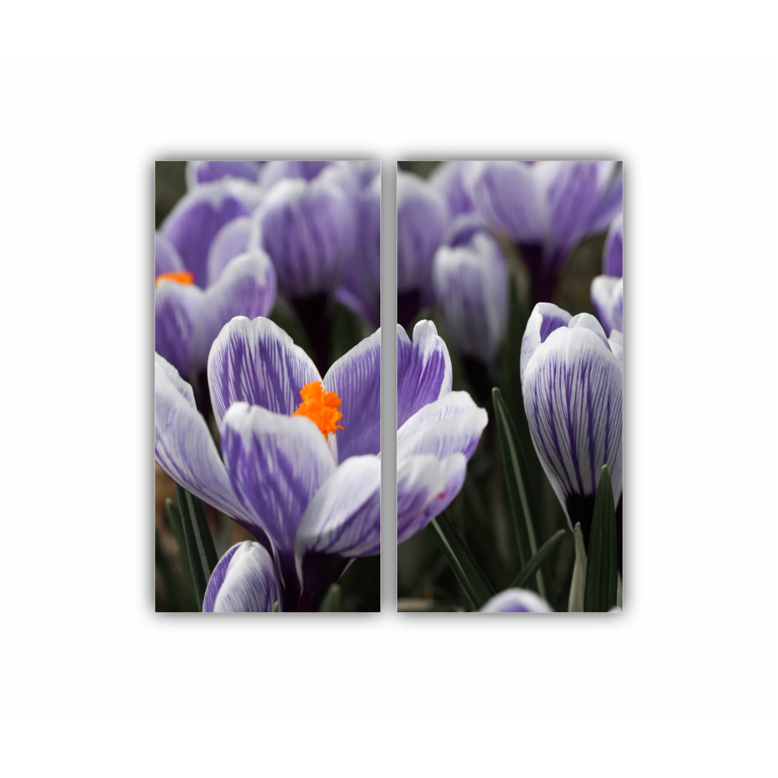 Crocus