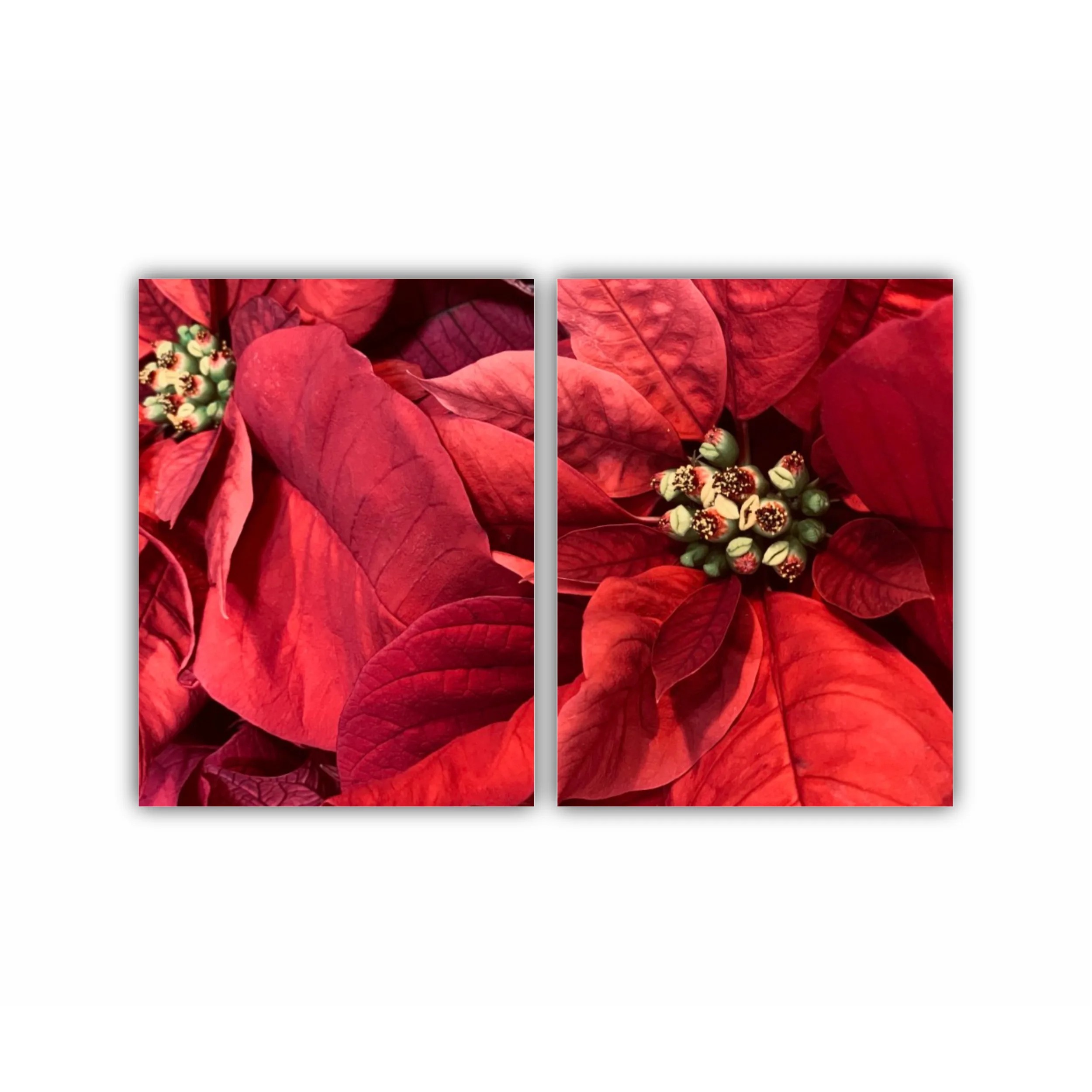 Poinsettia - Craciun Fericit - Flori rosii