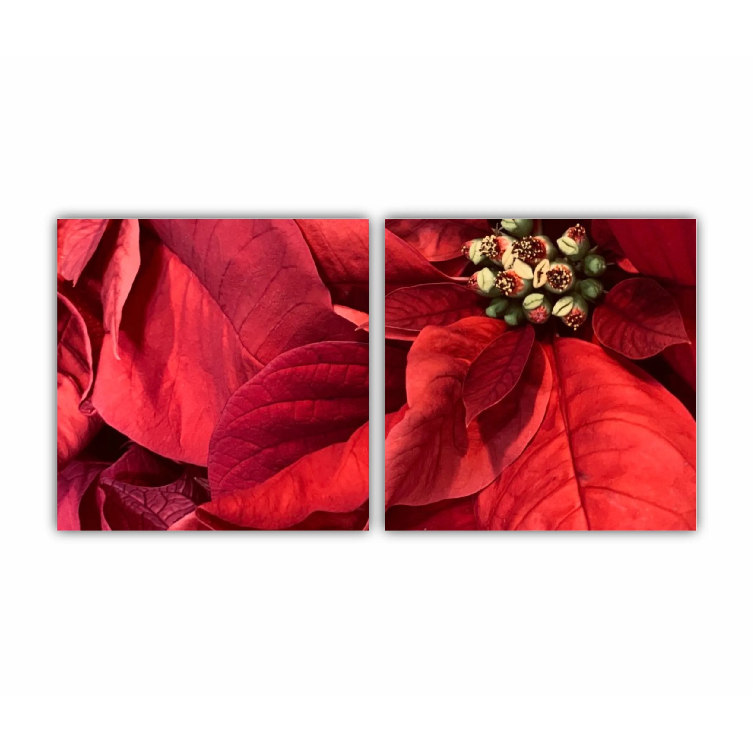 Poinsettia - Craciun Fericit - Flori rosii