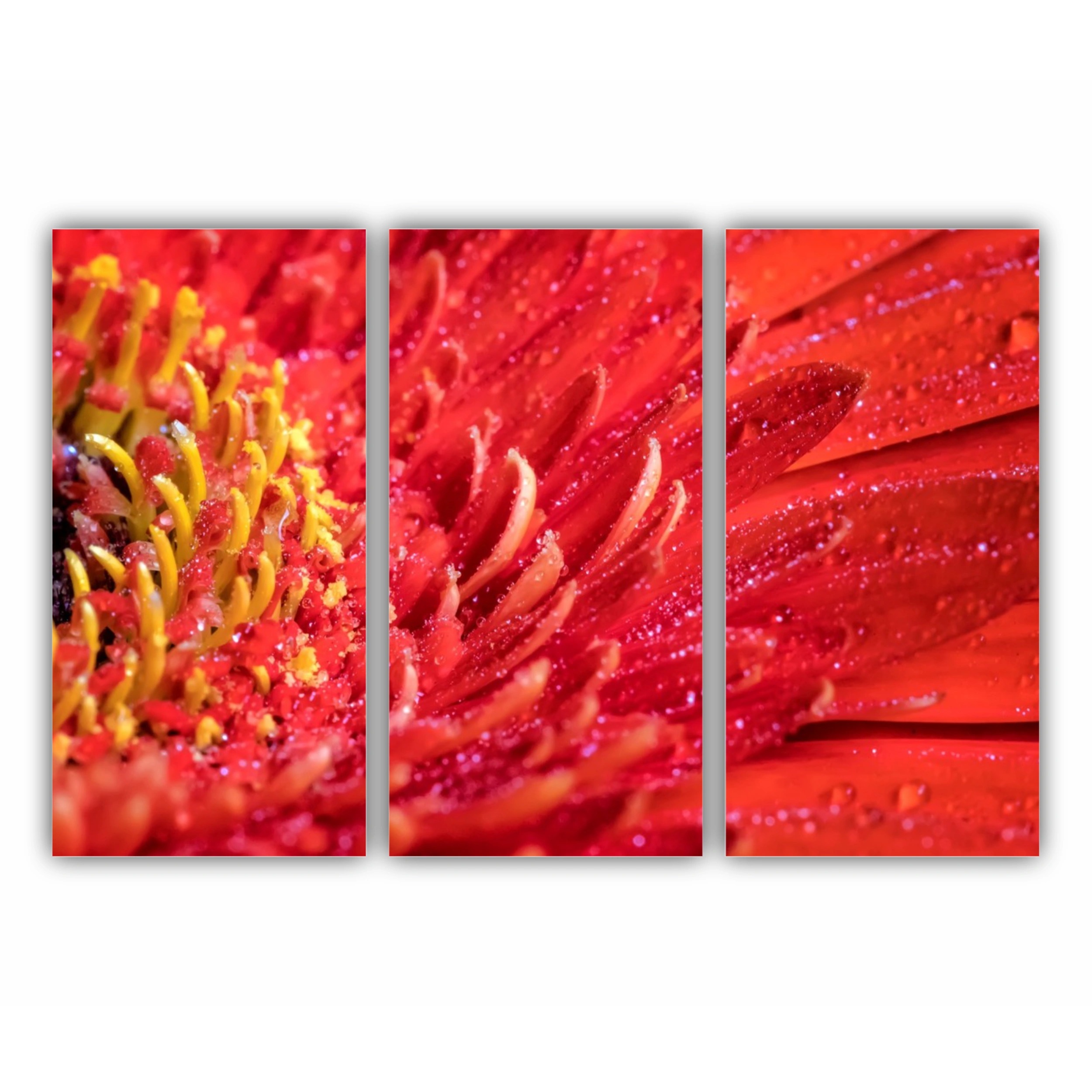 Floare de gerbera | Red gerbera flower