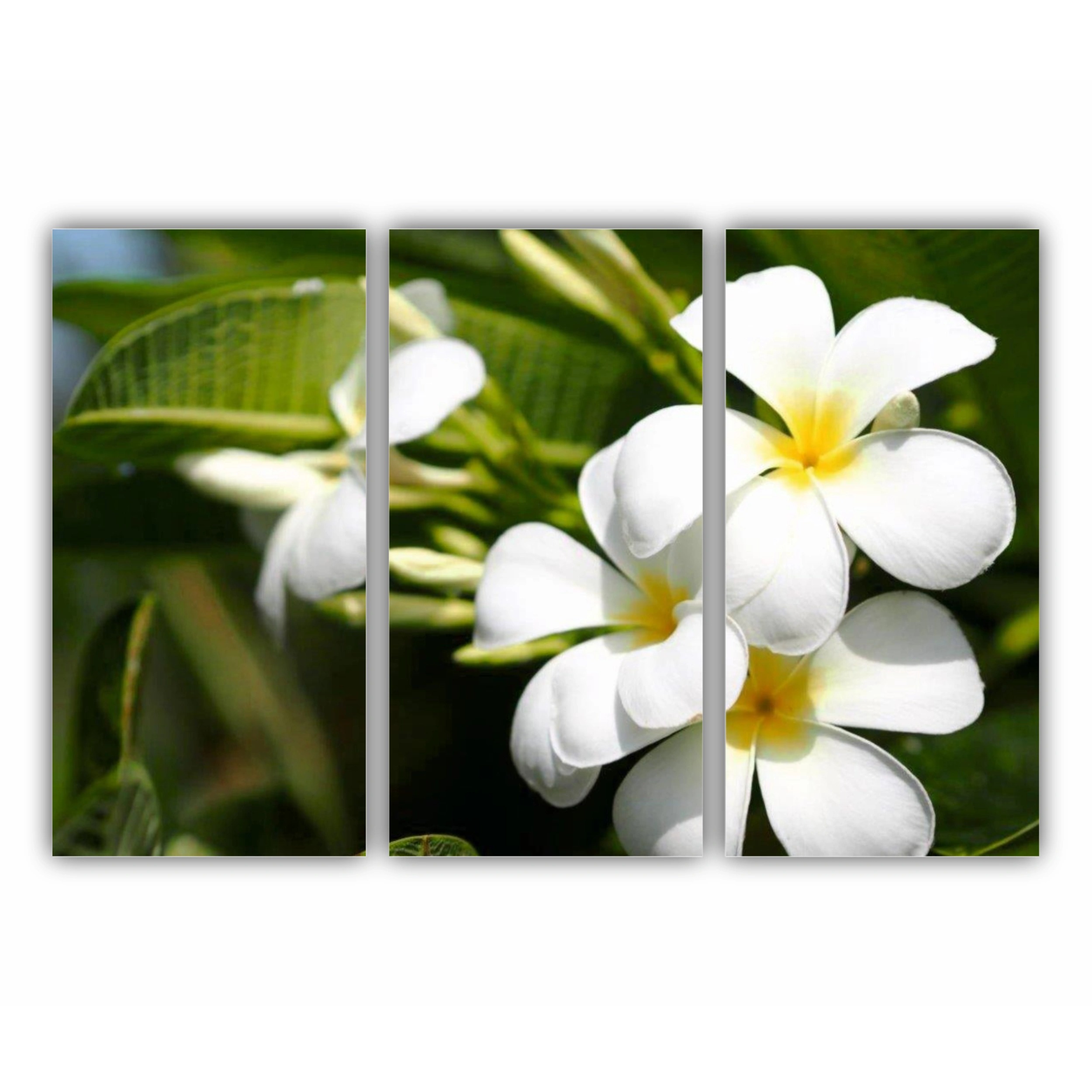 Plumeria 1