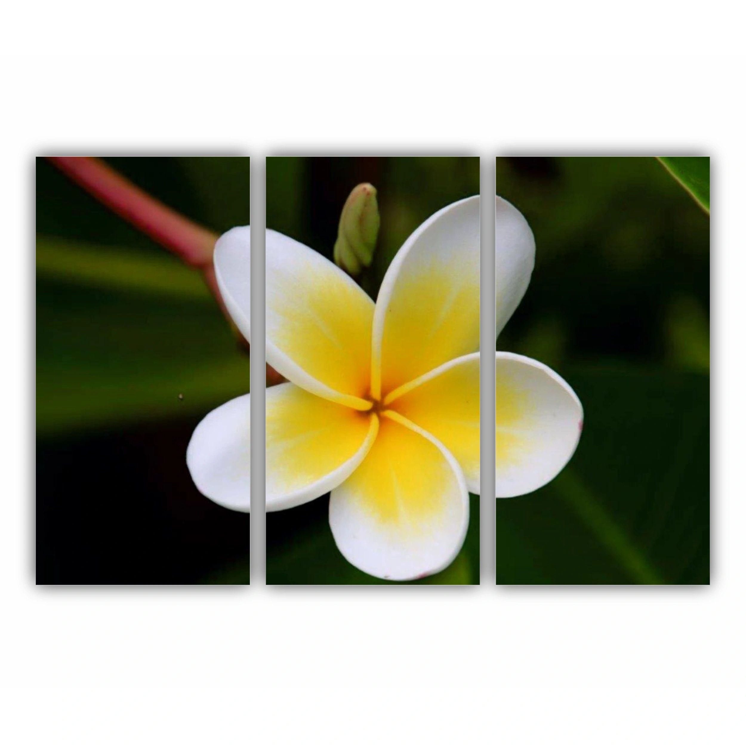 Plumeria 5