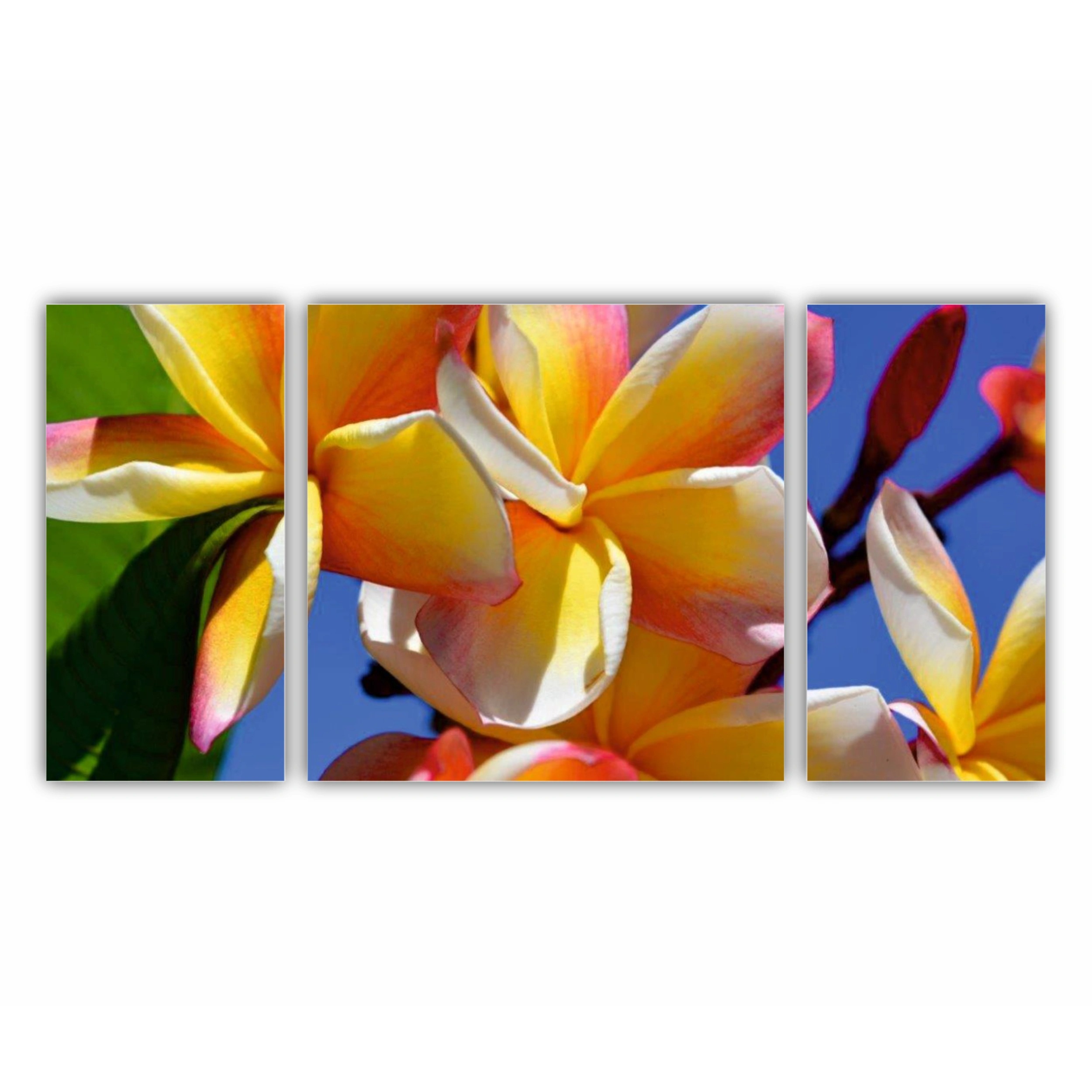 Plumeria 6