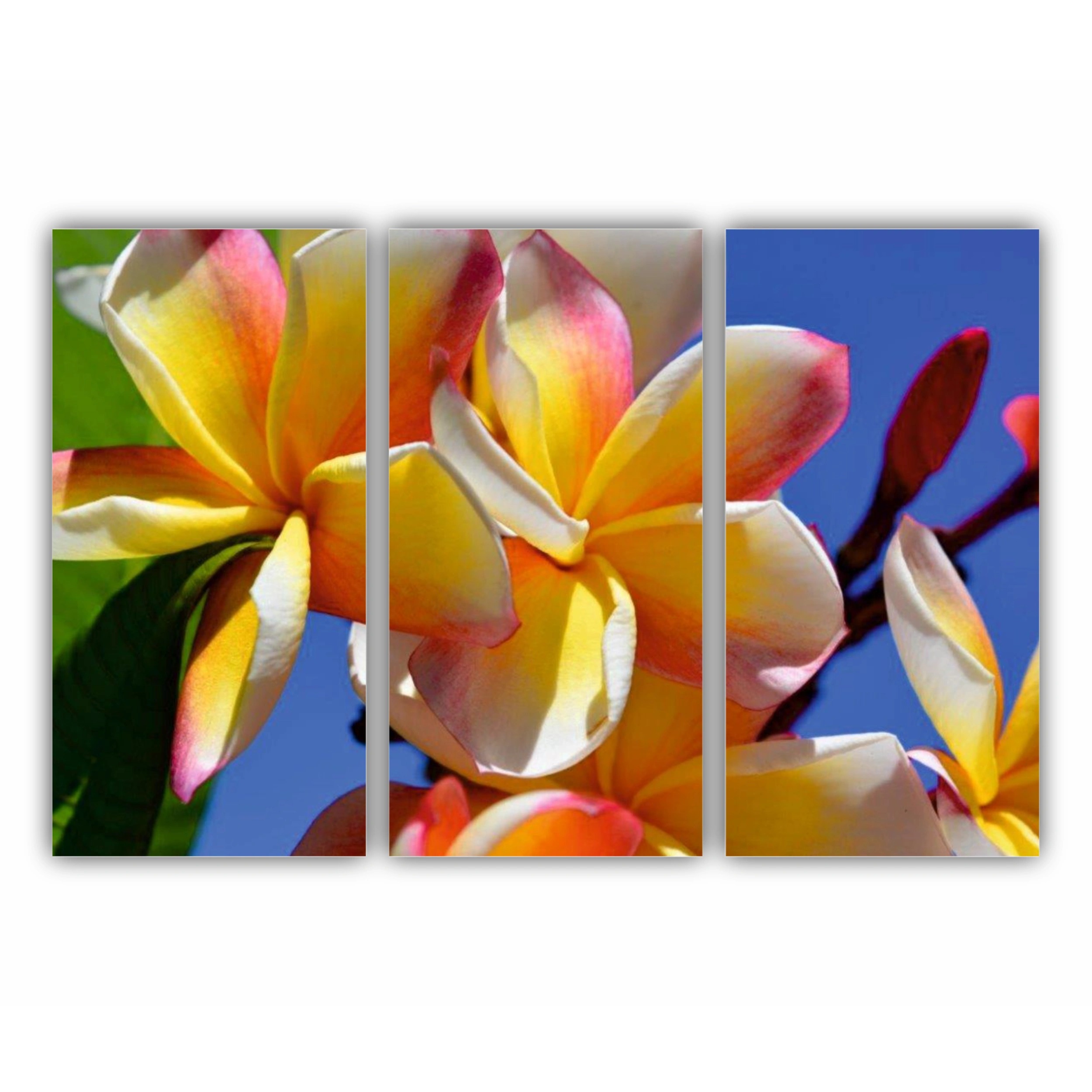 Plumeria 6