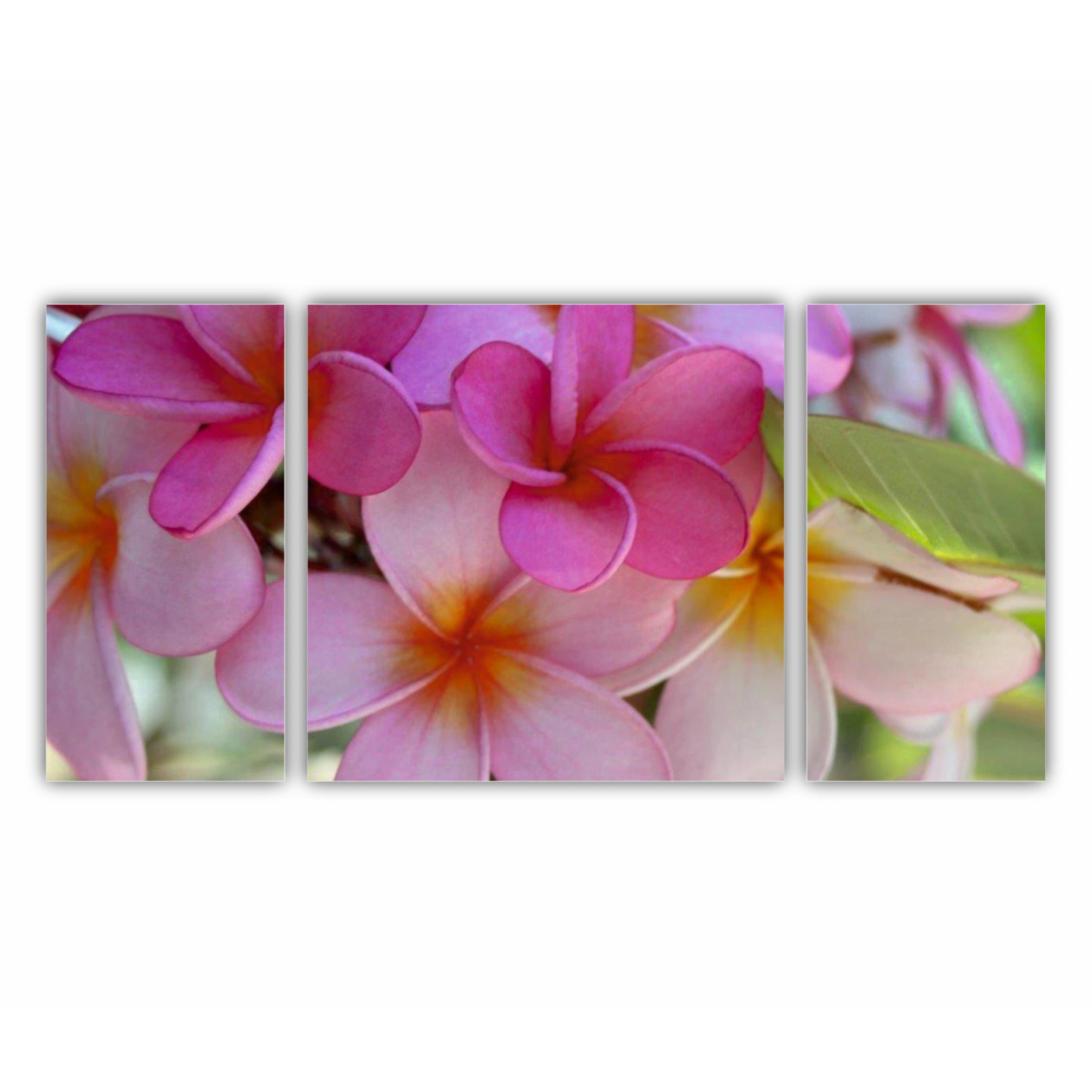 Plumeria 7