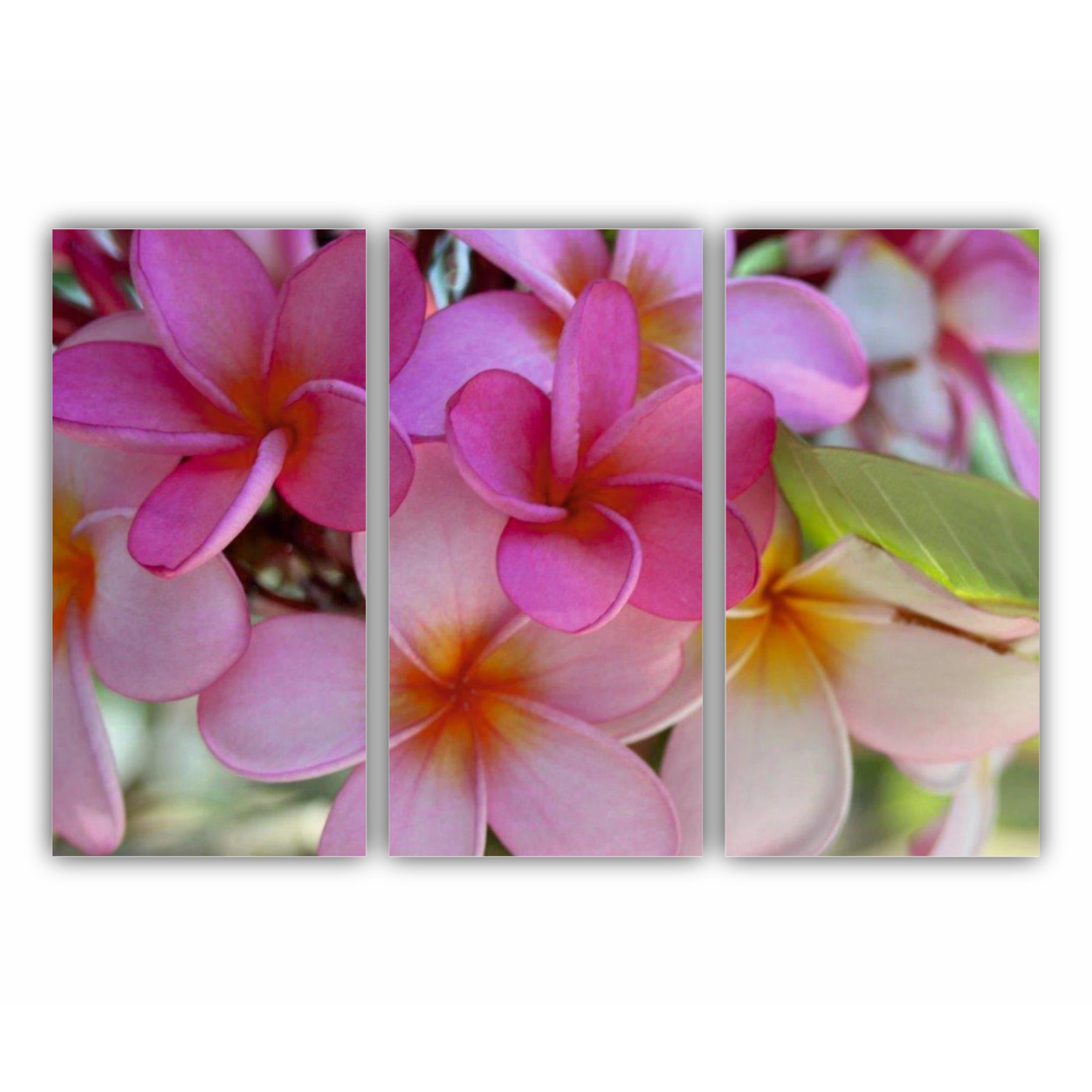 Plumeria 7