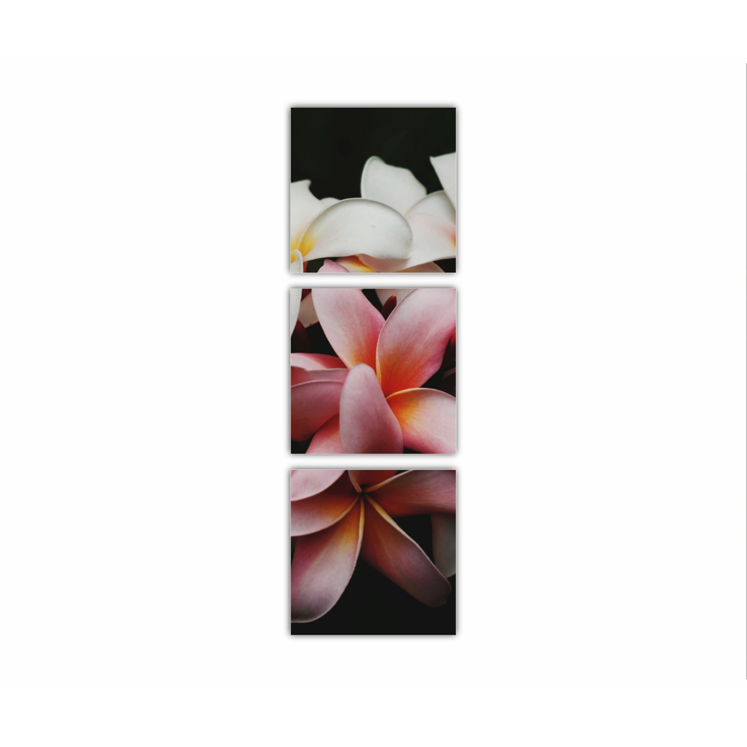 Plumeria 9