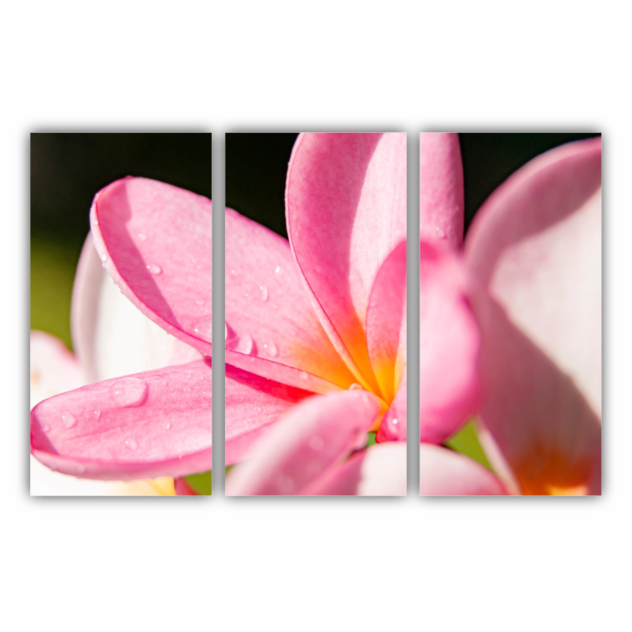 Plumeria 10