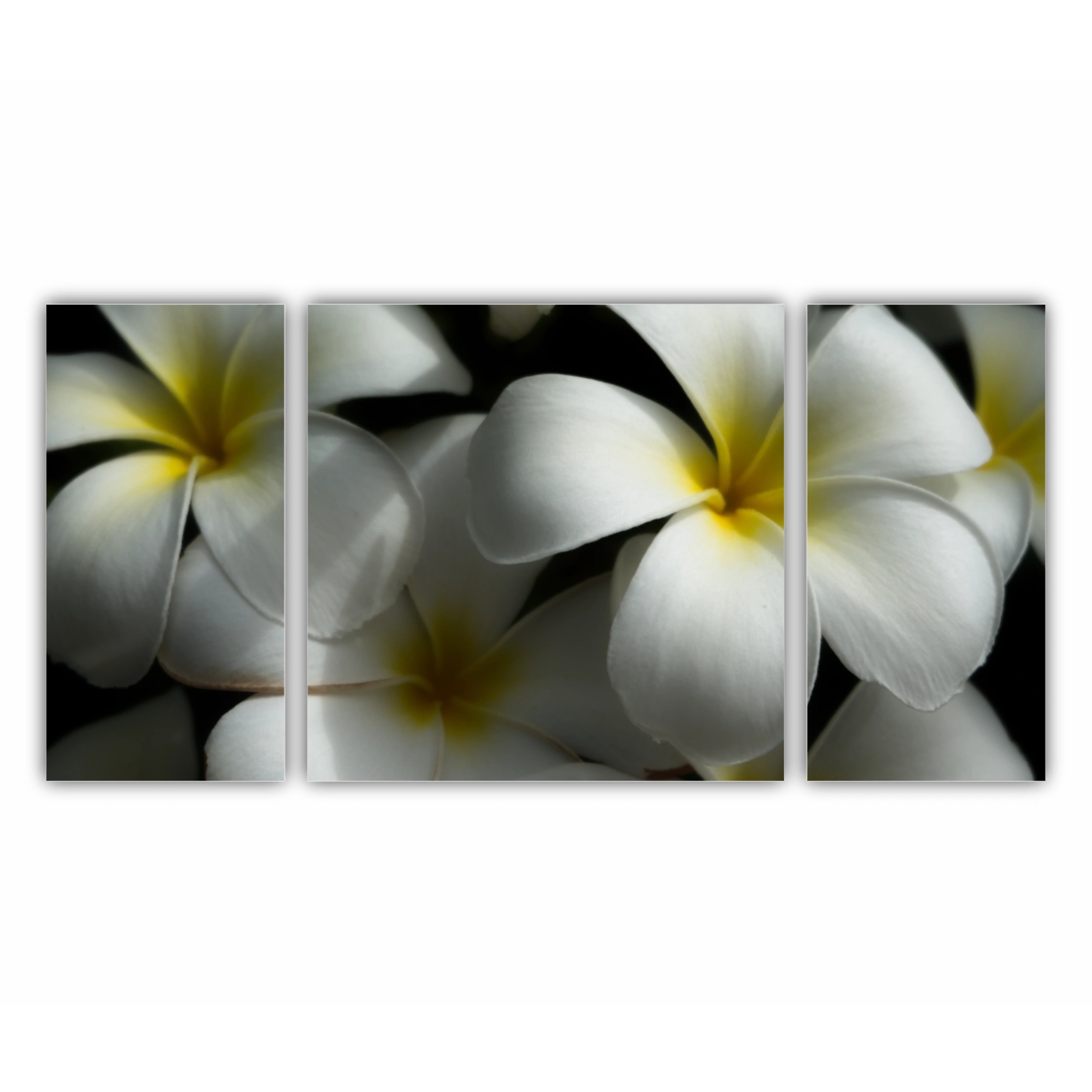 Plumeria 11