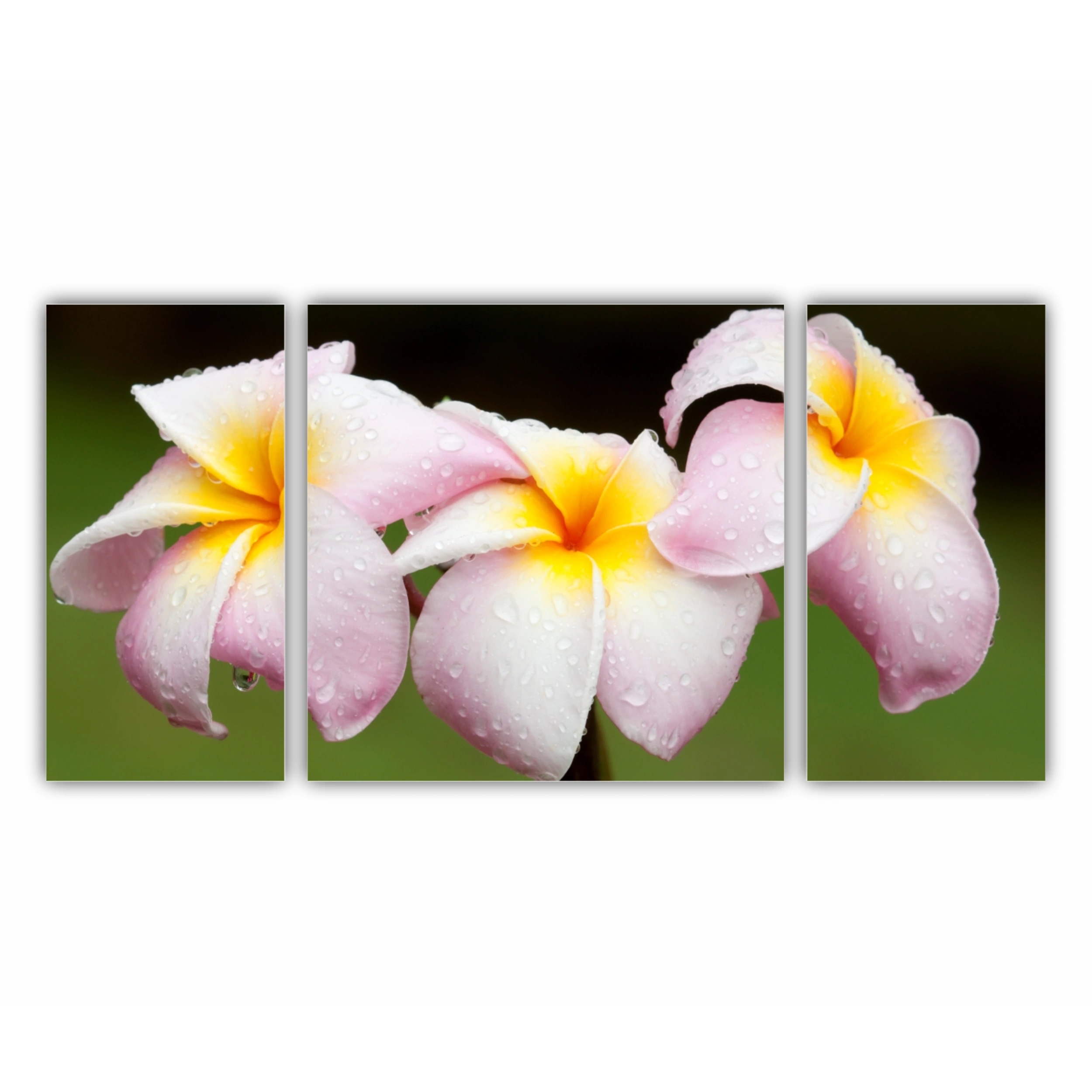 Plumeria 12