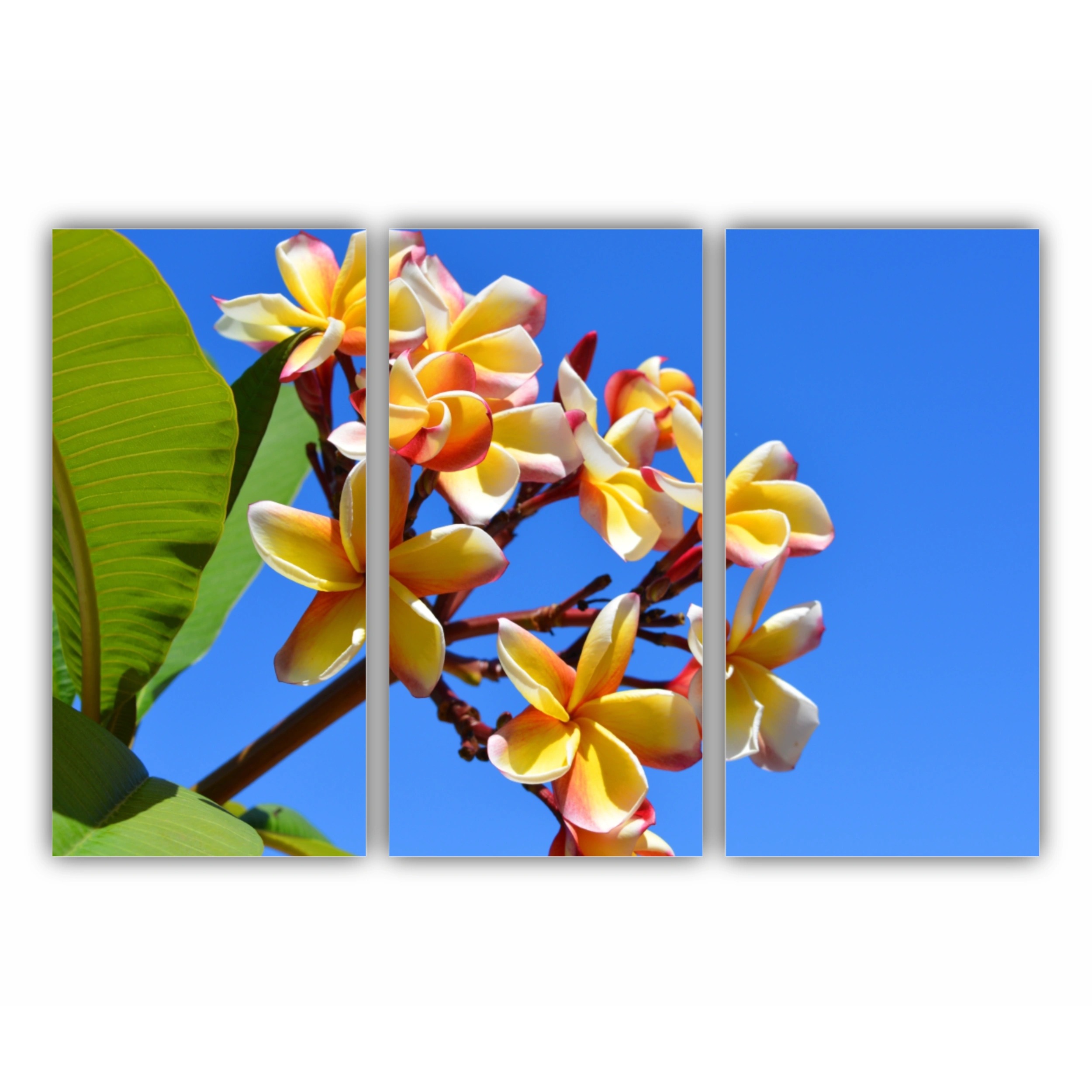 Plumeria 13