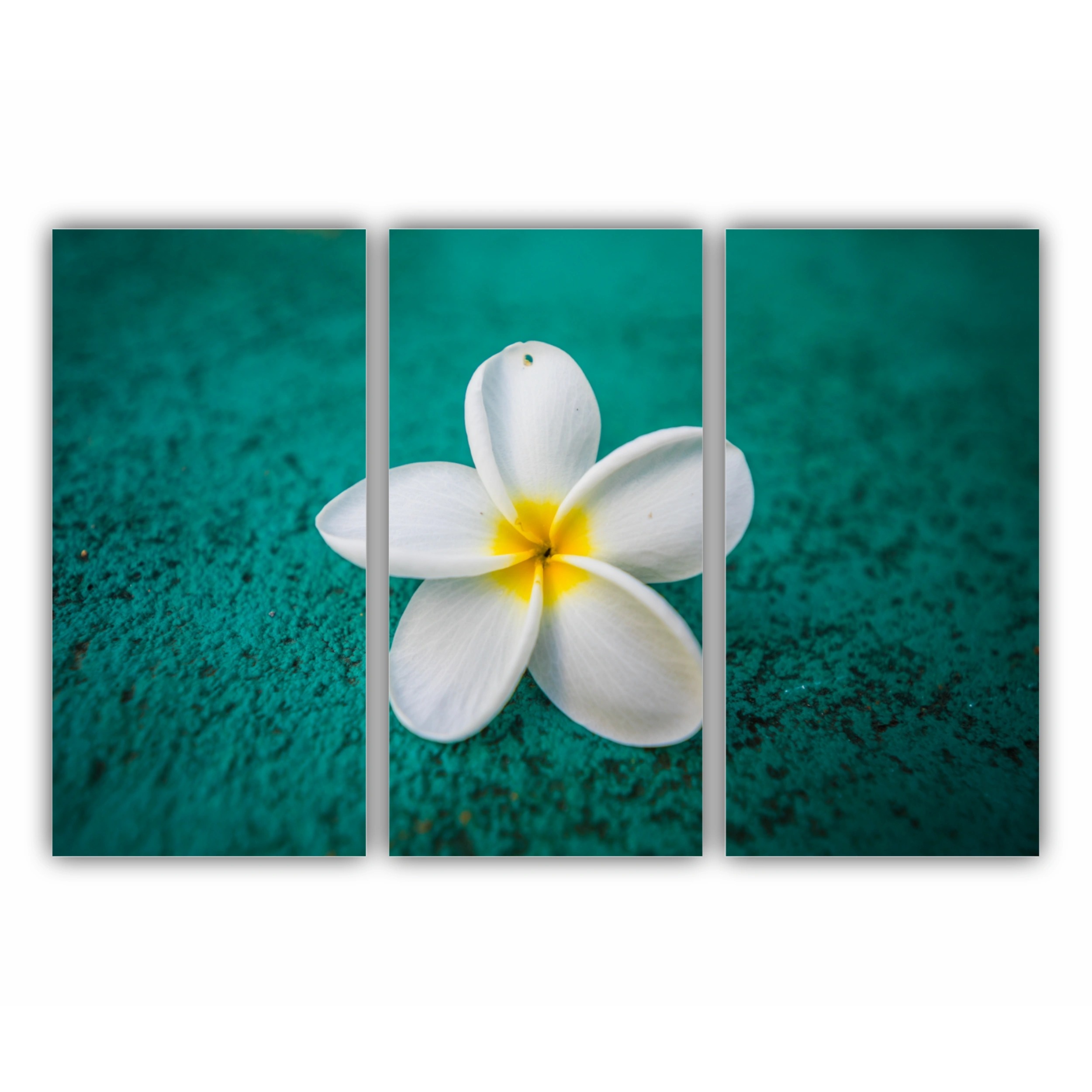 Plumeria 14