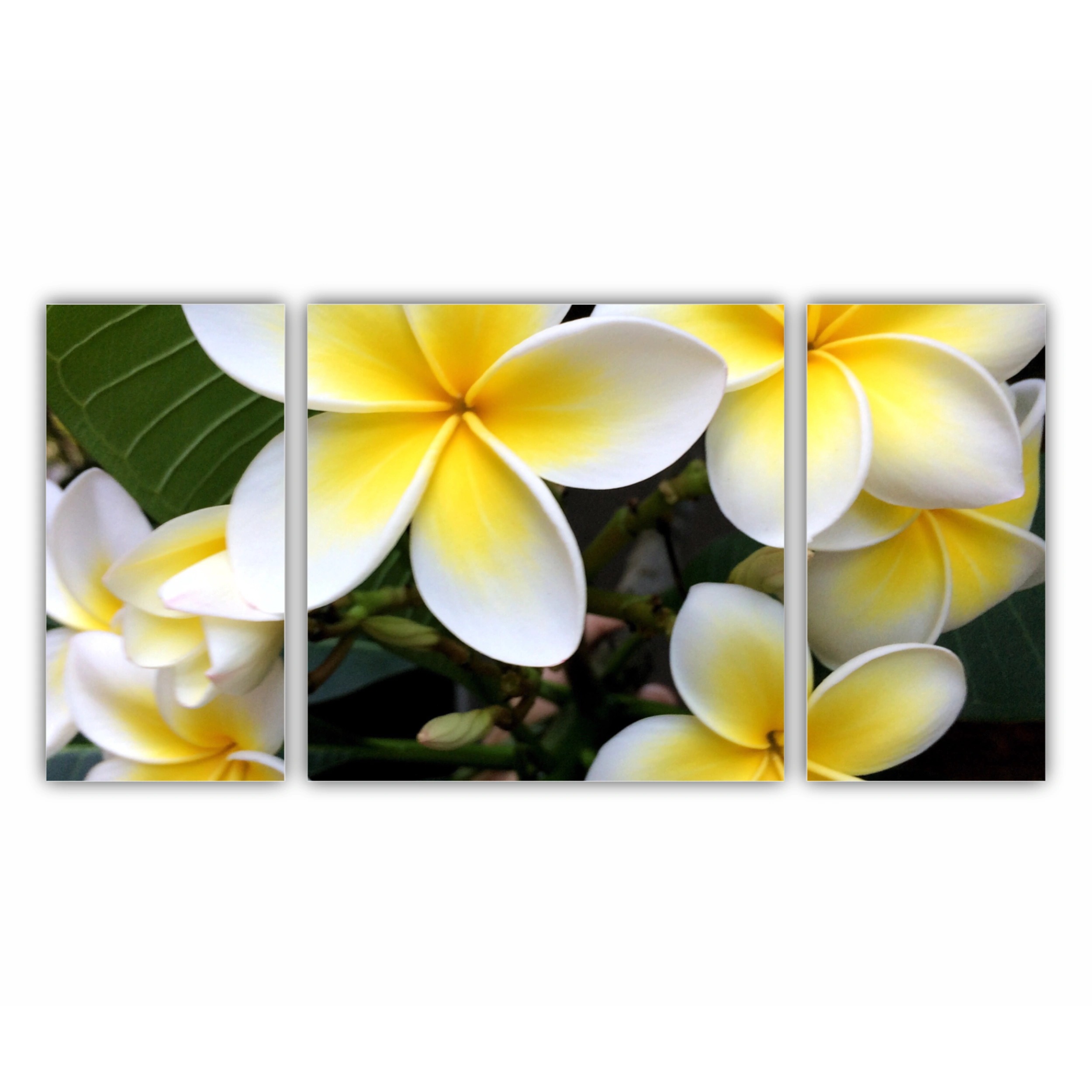 Plumeria 15