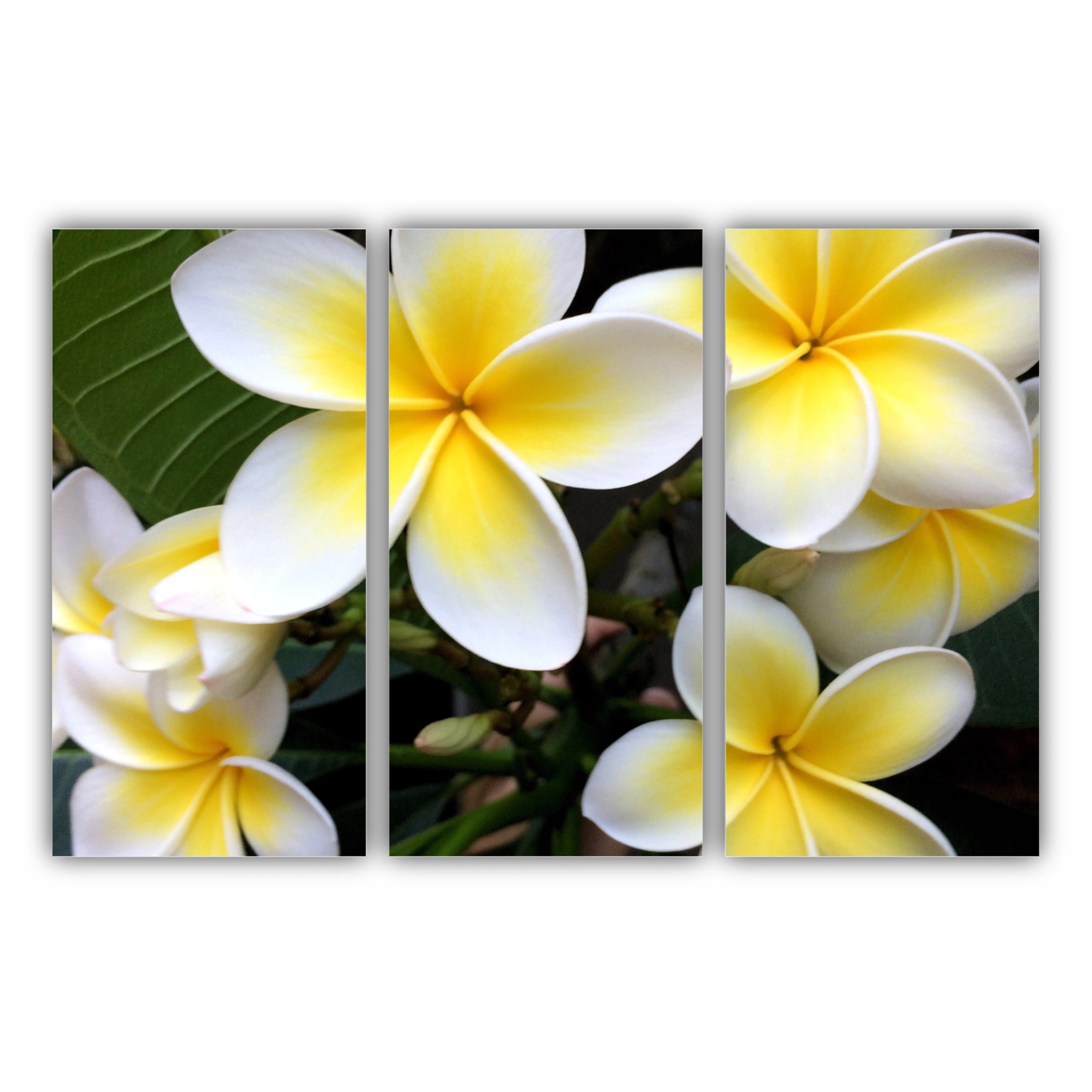 Plumeria 15