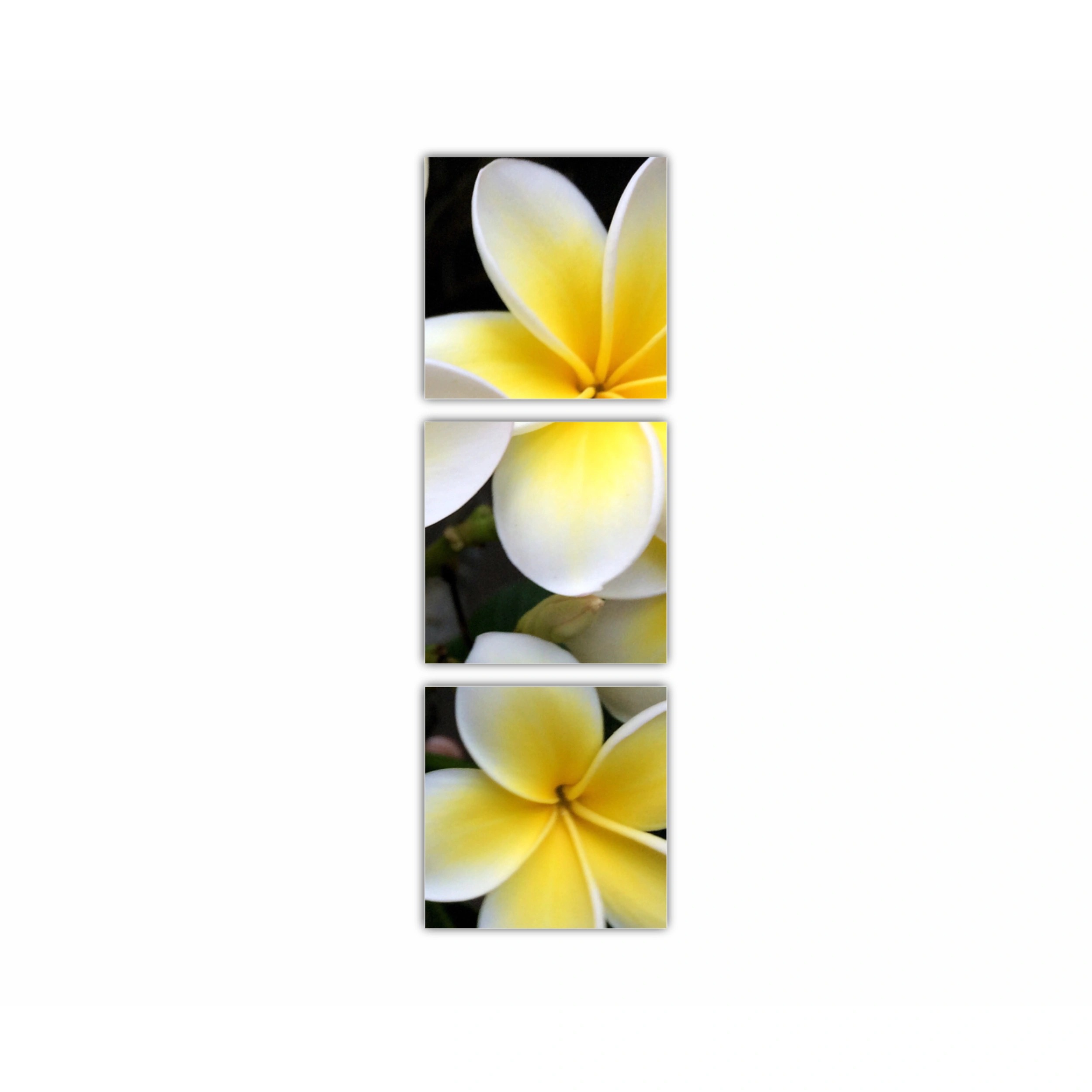 Plumeria 15