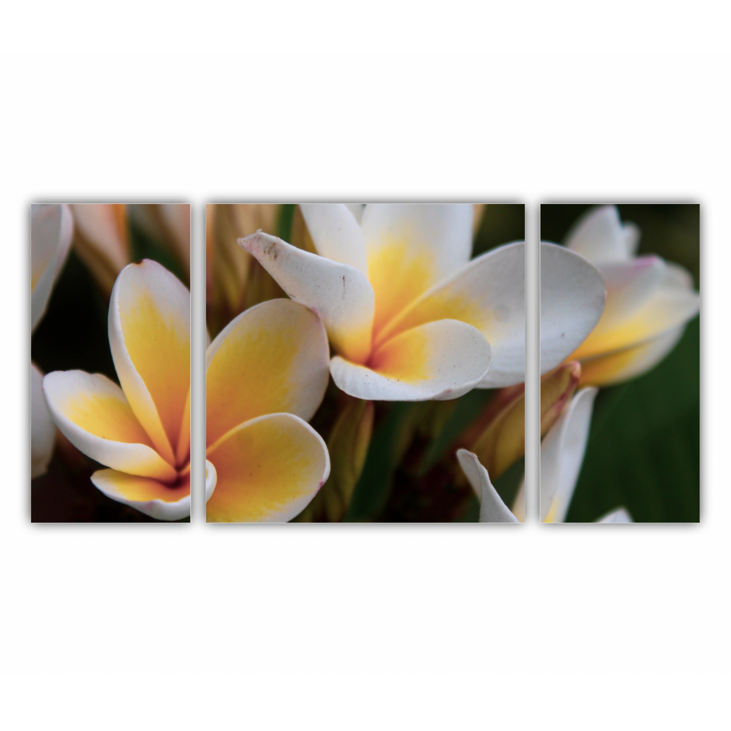 Plumeria 16