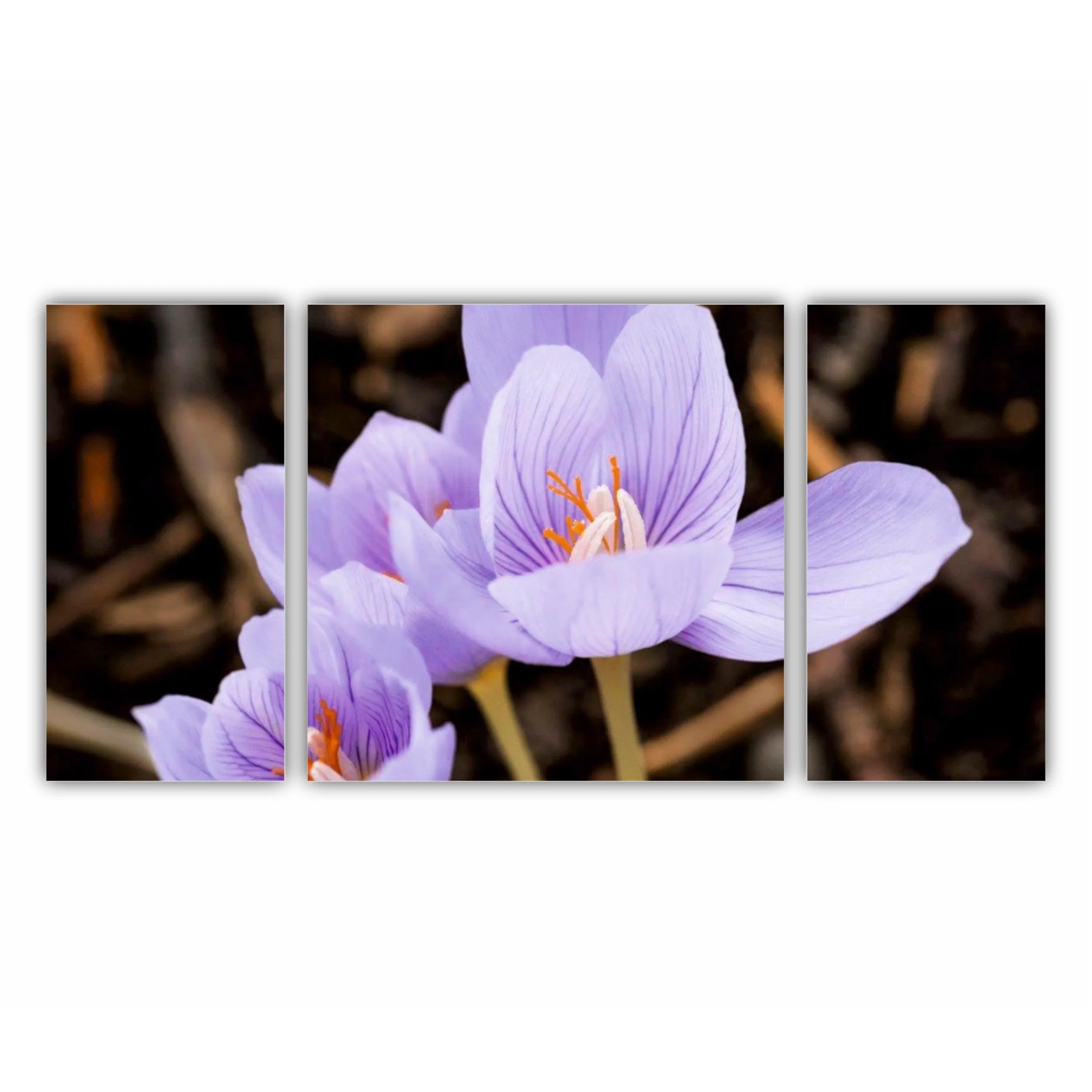 Crocus purpuriu 3