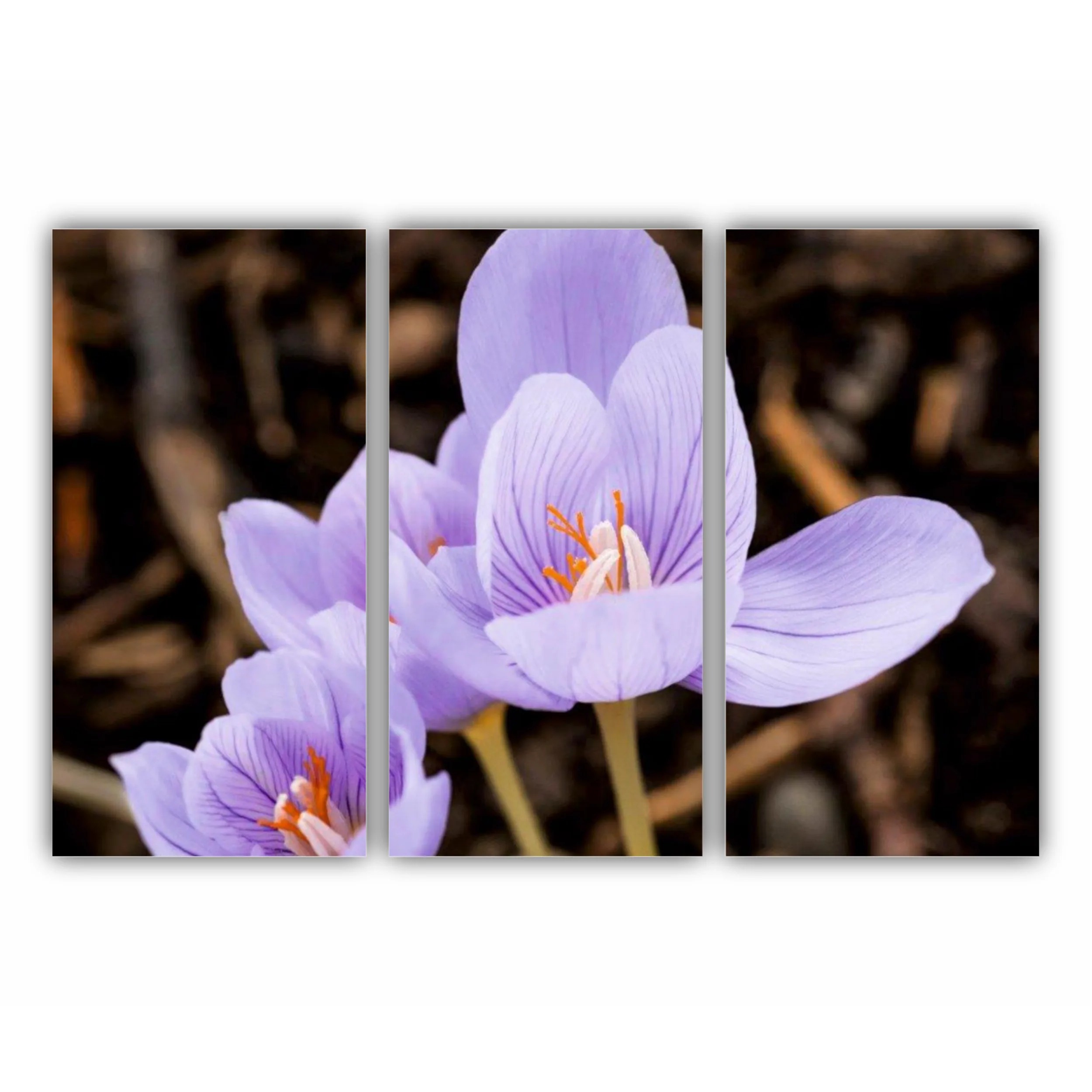 Crocus purpuriu 3