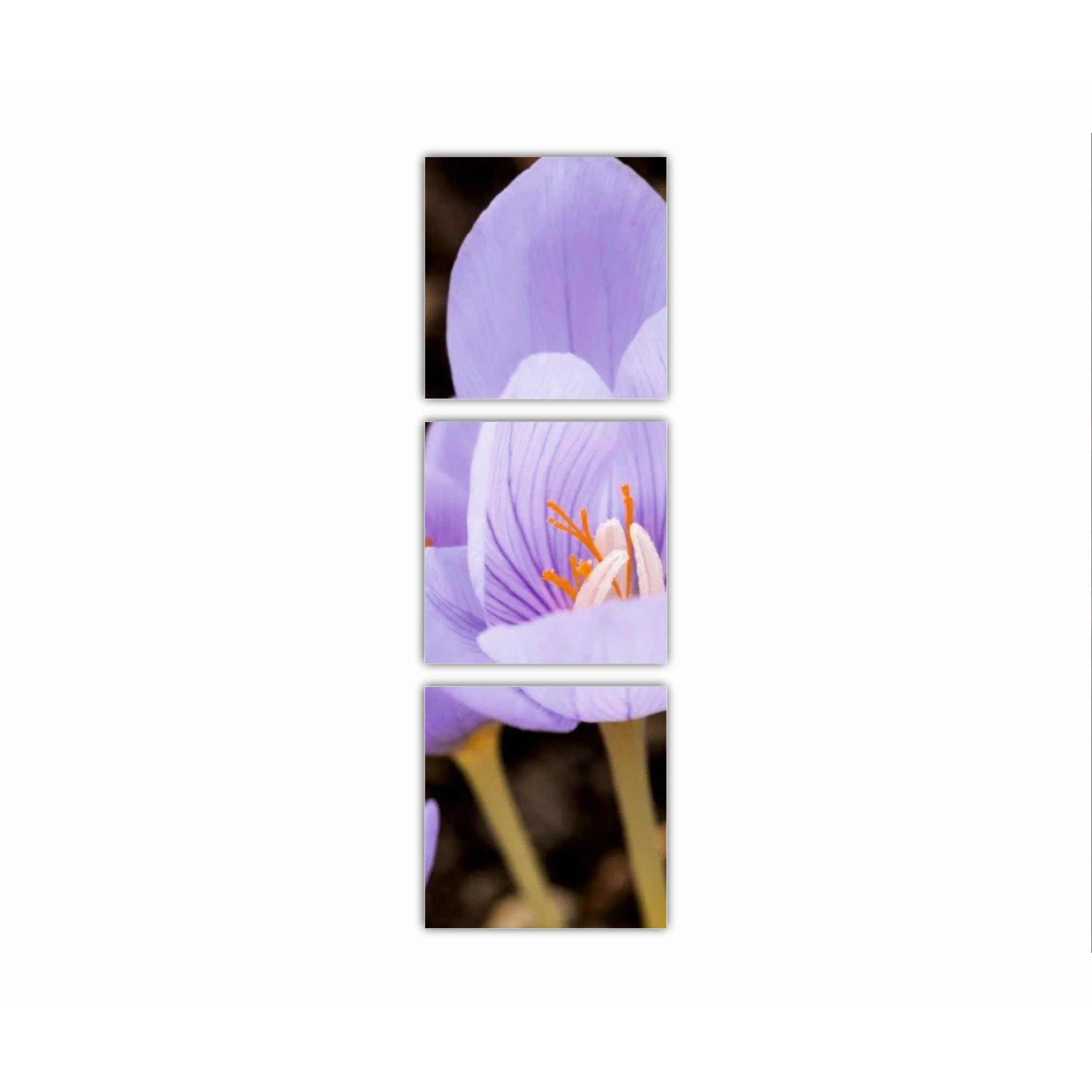 Crocus purpuriu 3