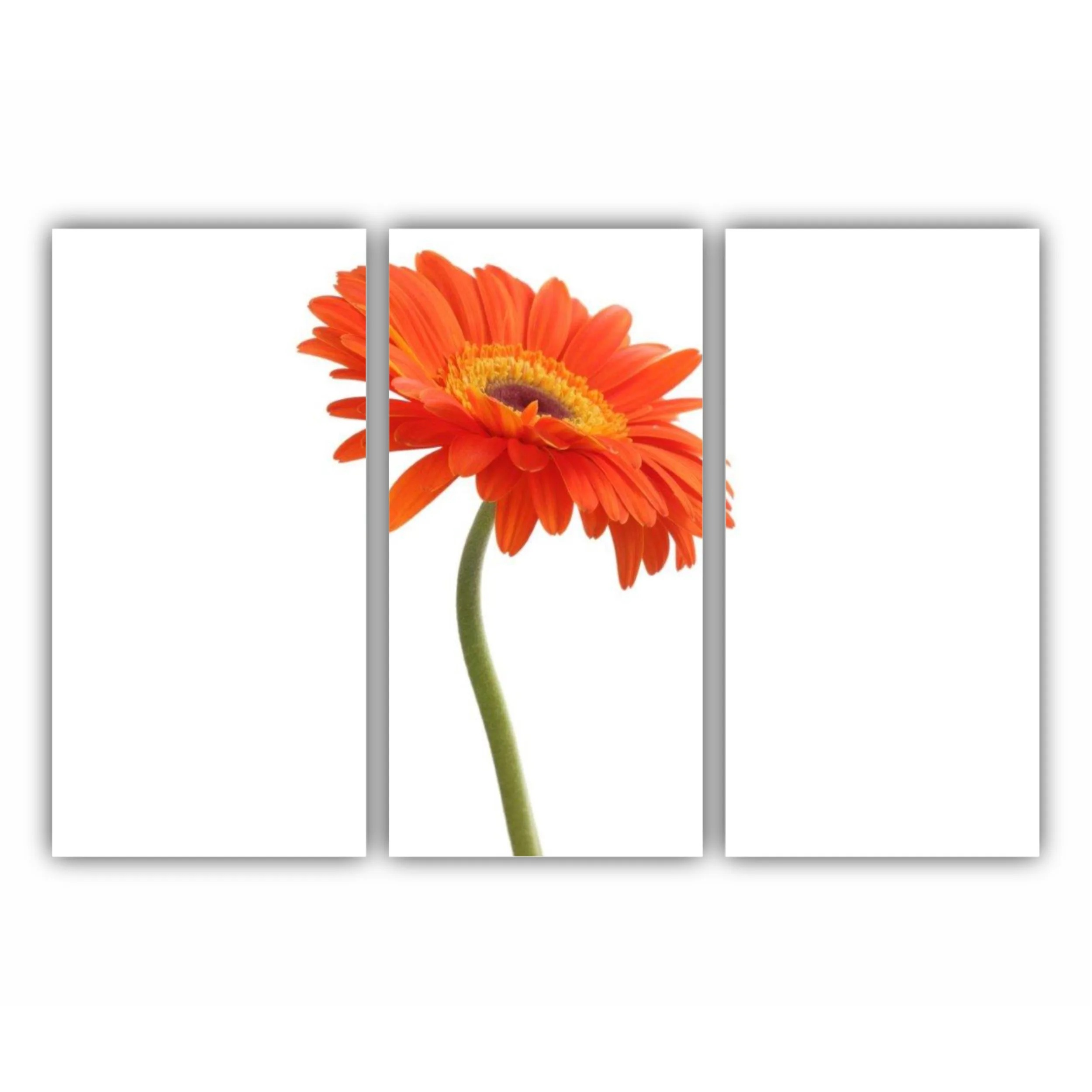 Floare de gerbera