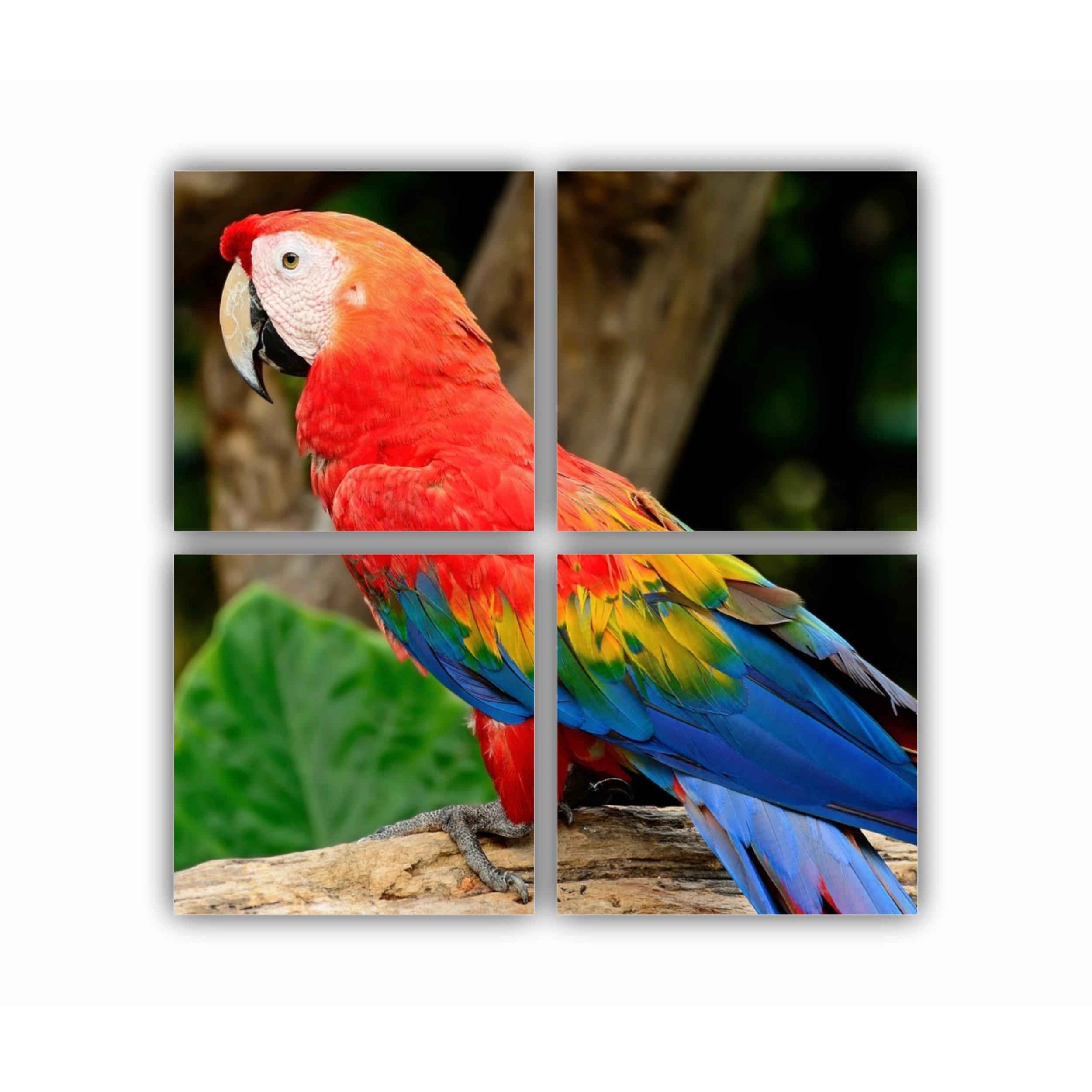 Macao stacojiu | Scarlet Macaw