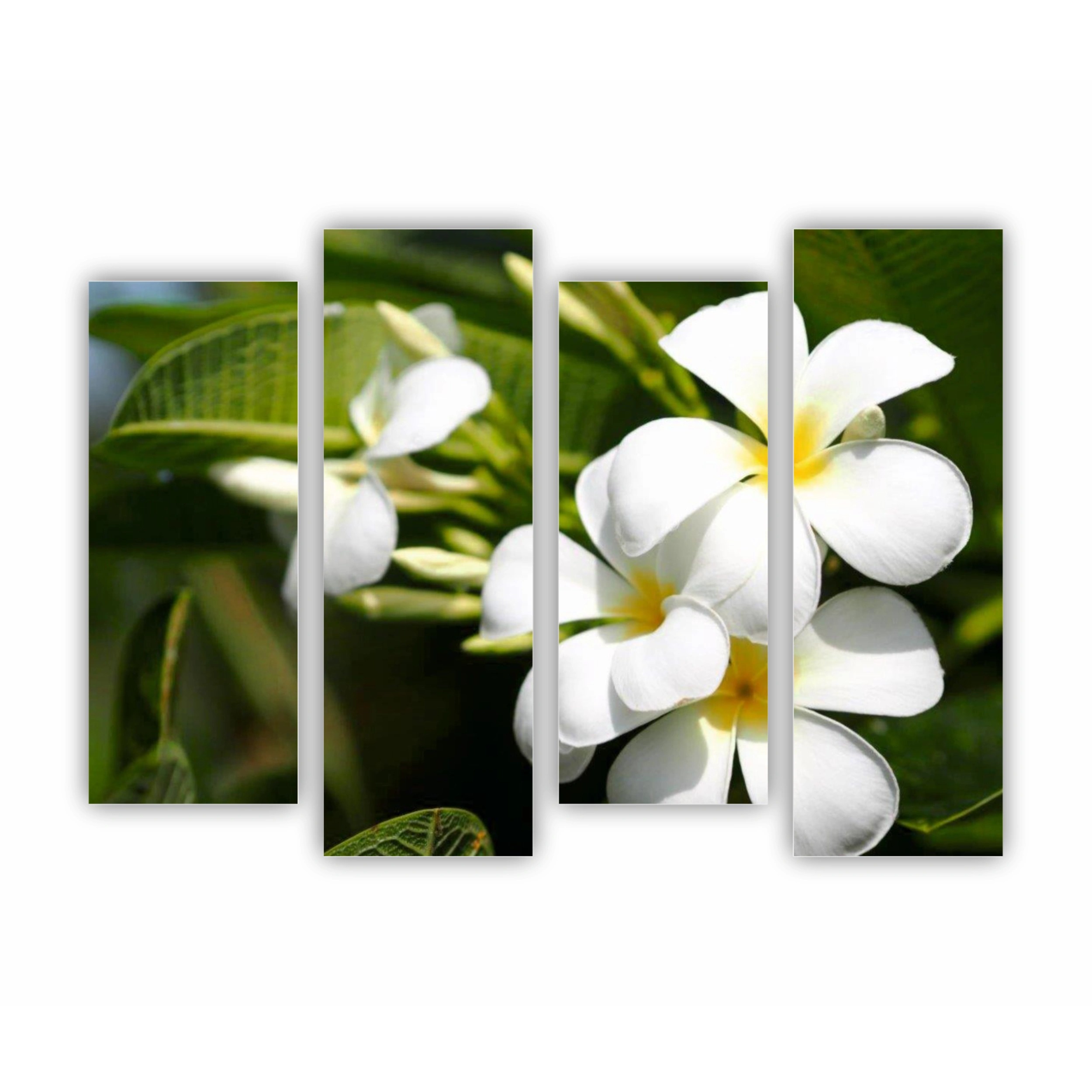 Plumeria 1