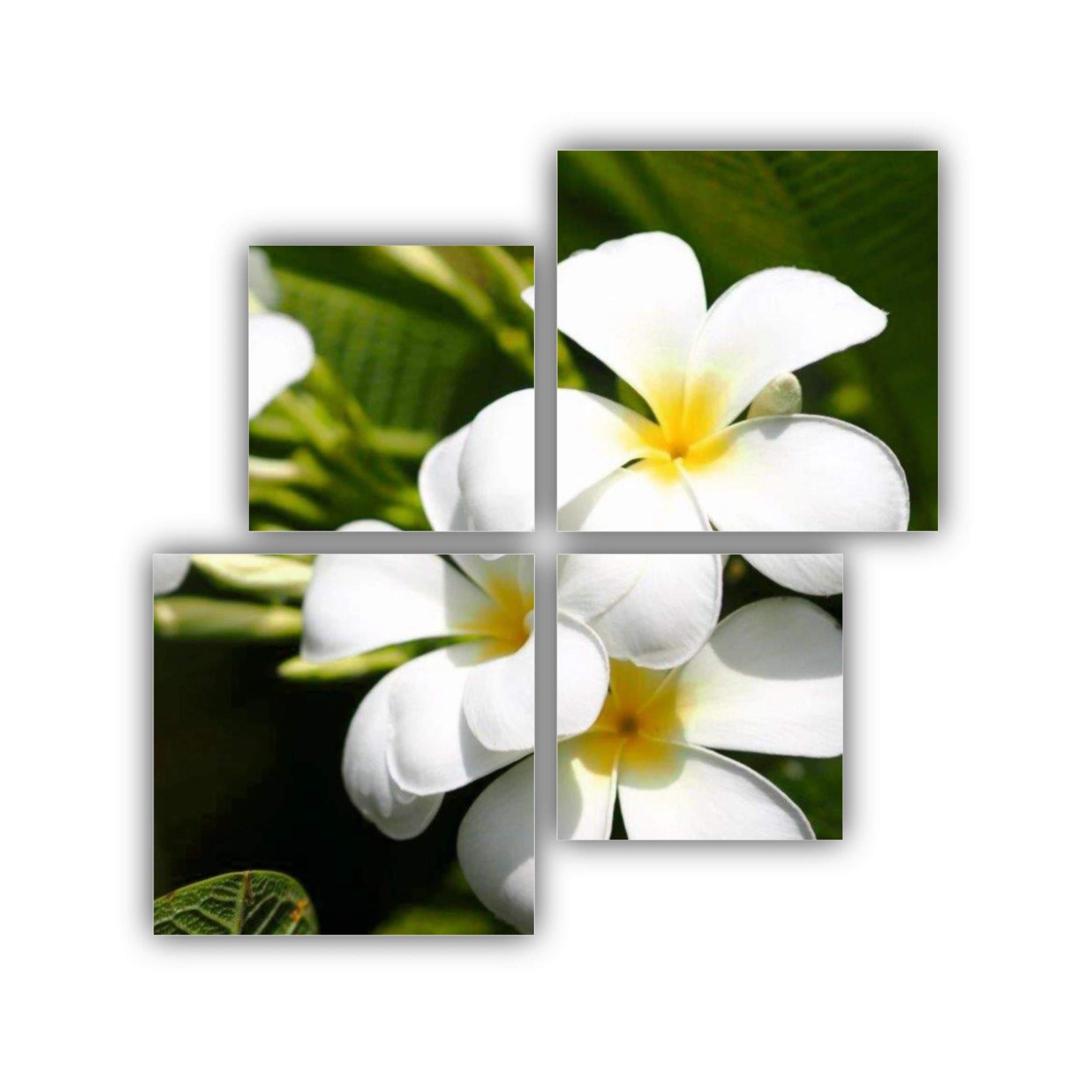 Plumeria 1