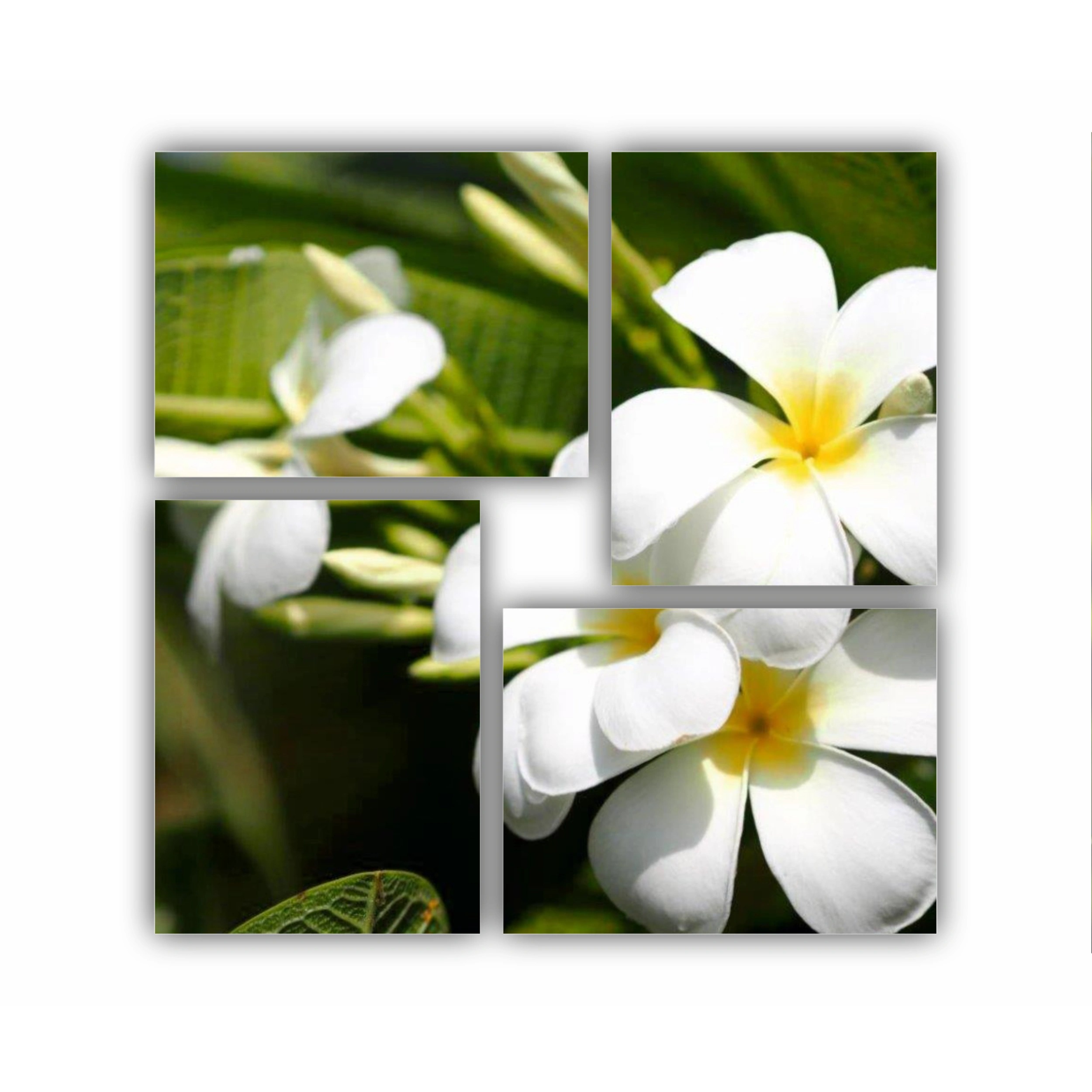 Plumeria 1