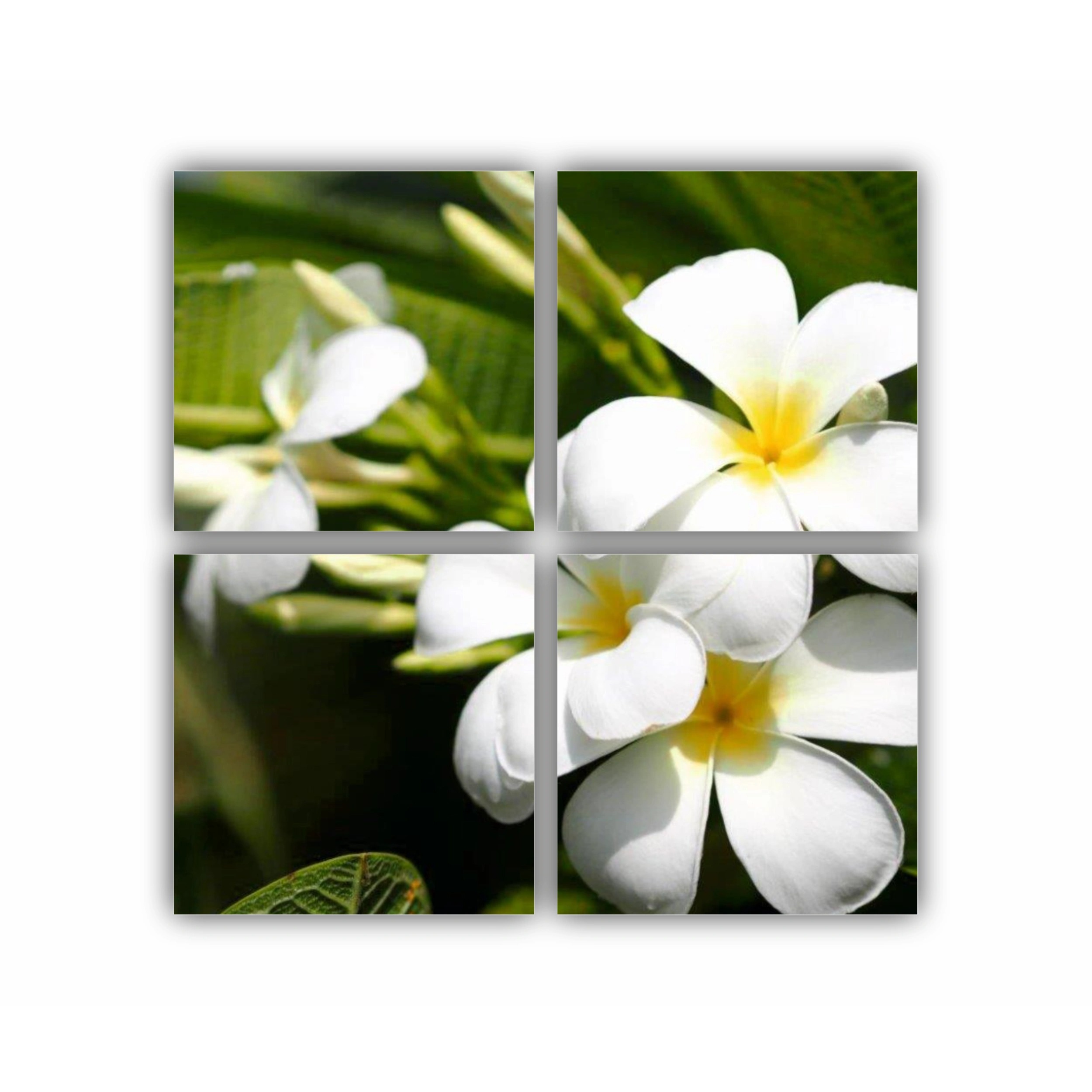 Plumeria 1