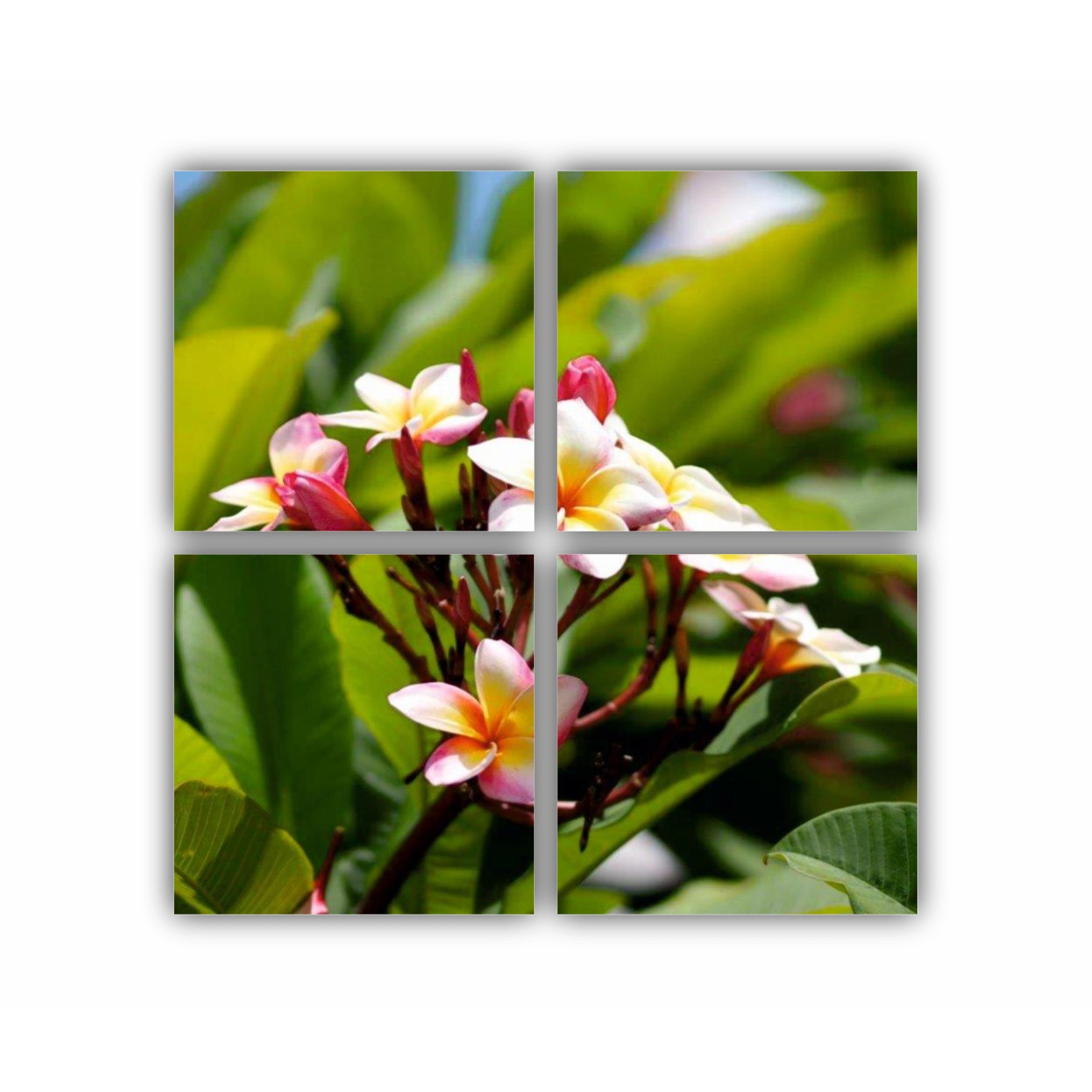 Plumeria 2