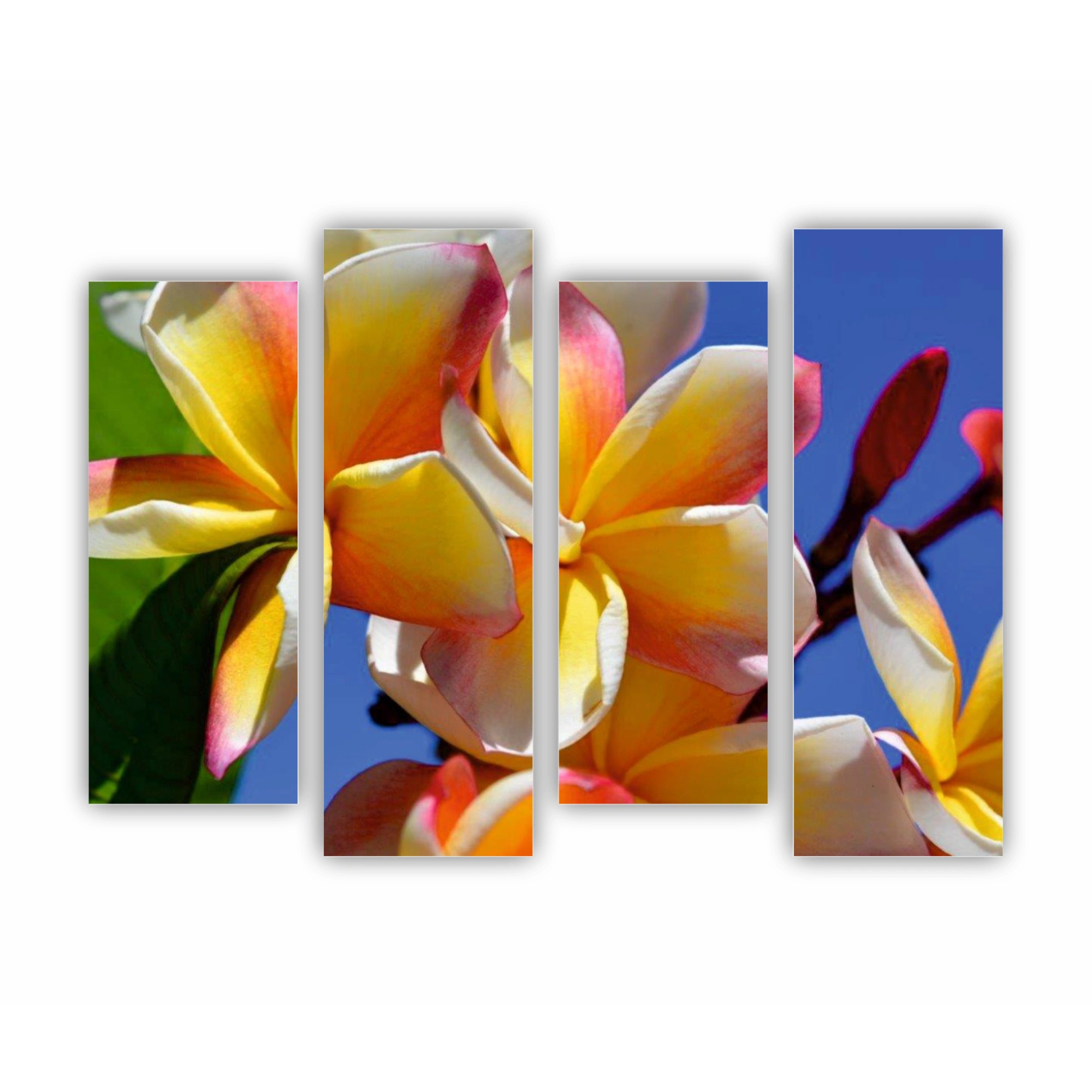 Plumeria 6