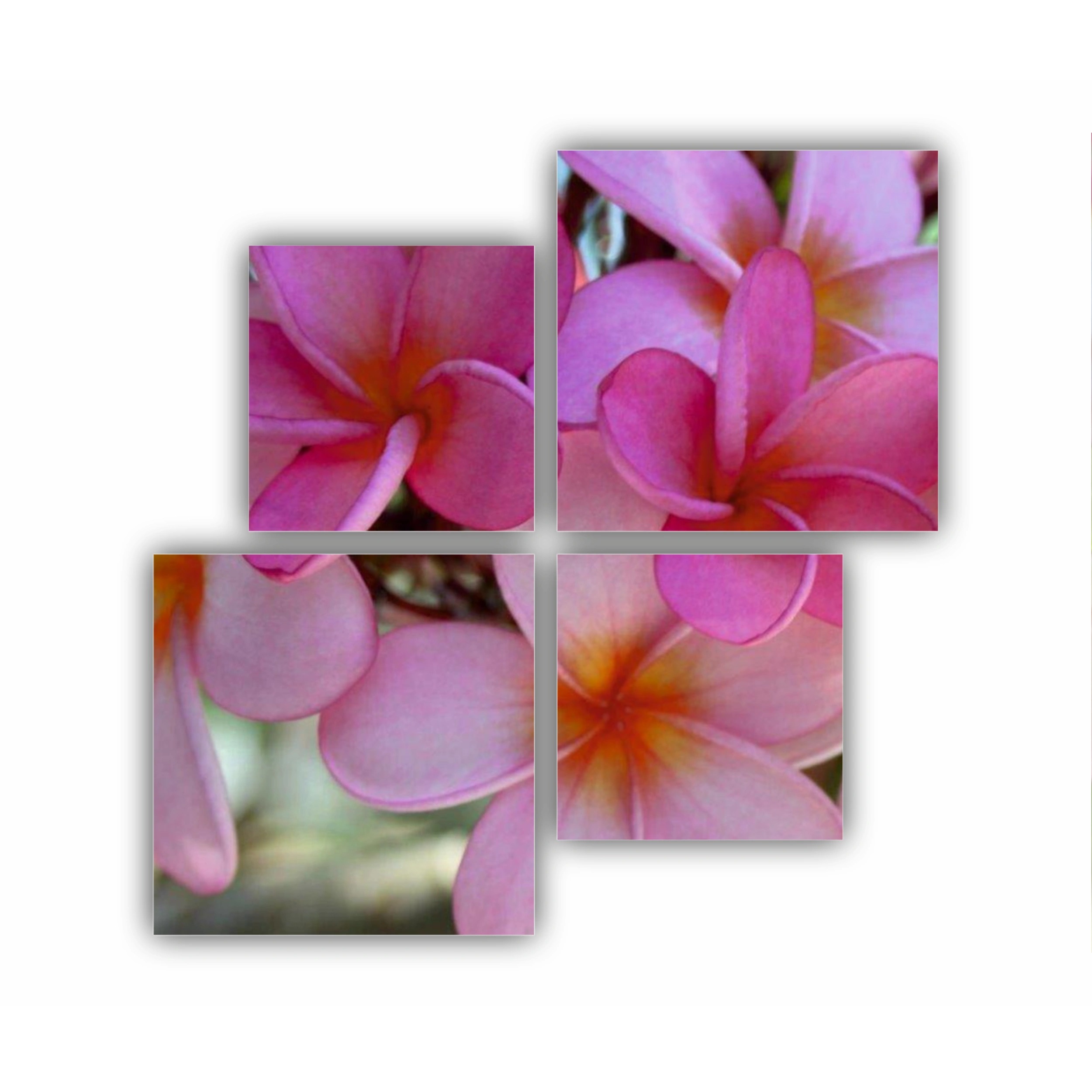 Plumeria 7