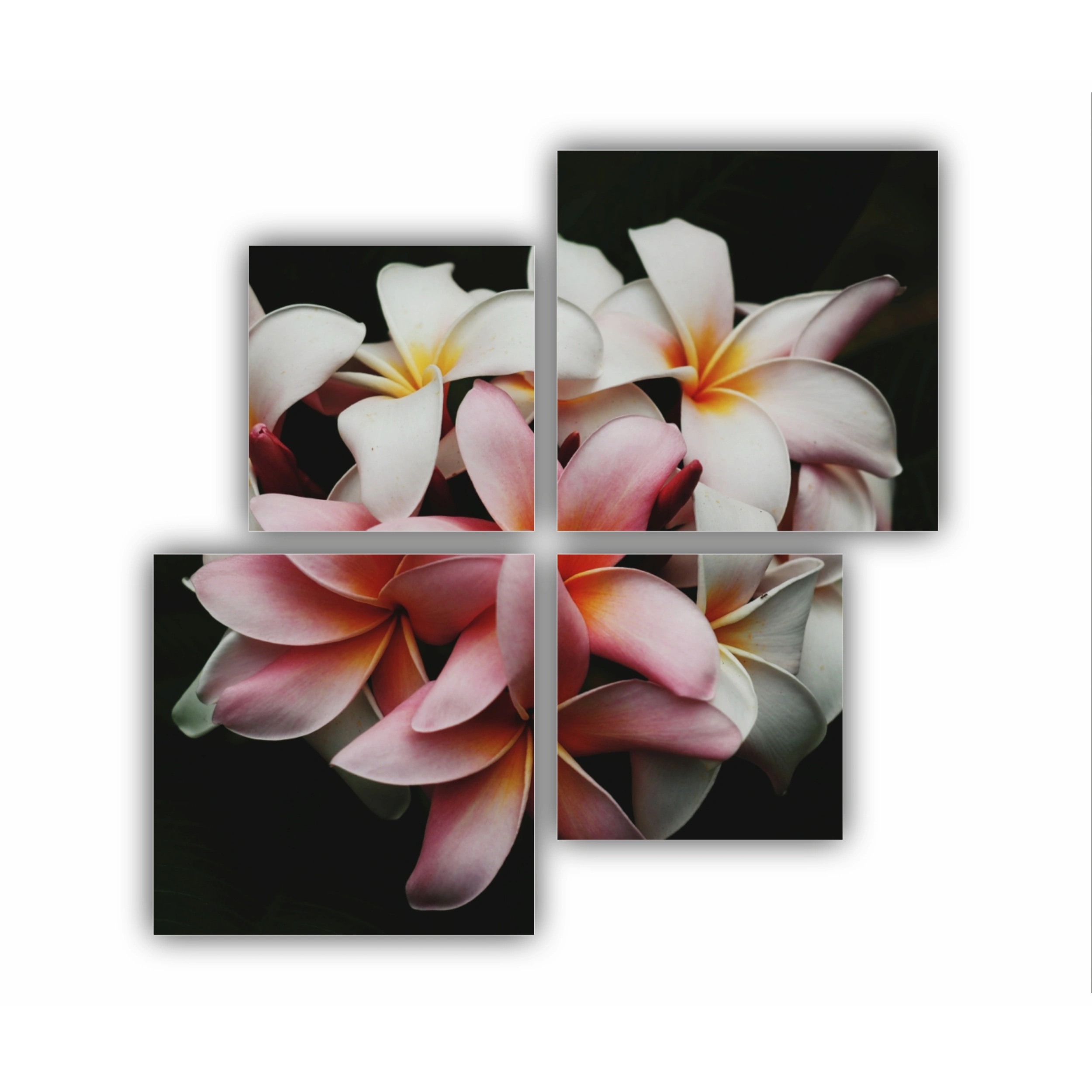 Plumeria 9