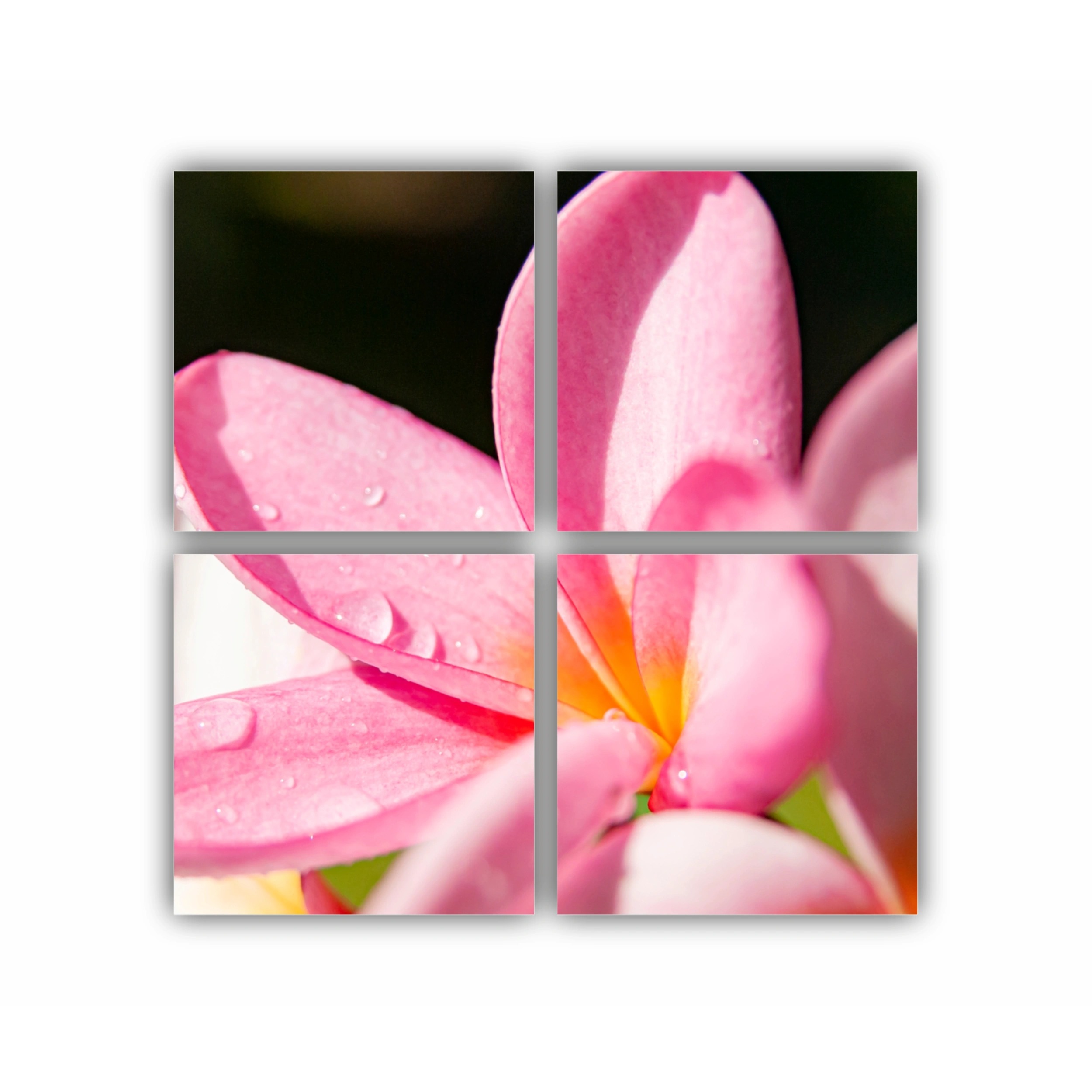 Plumeria 10