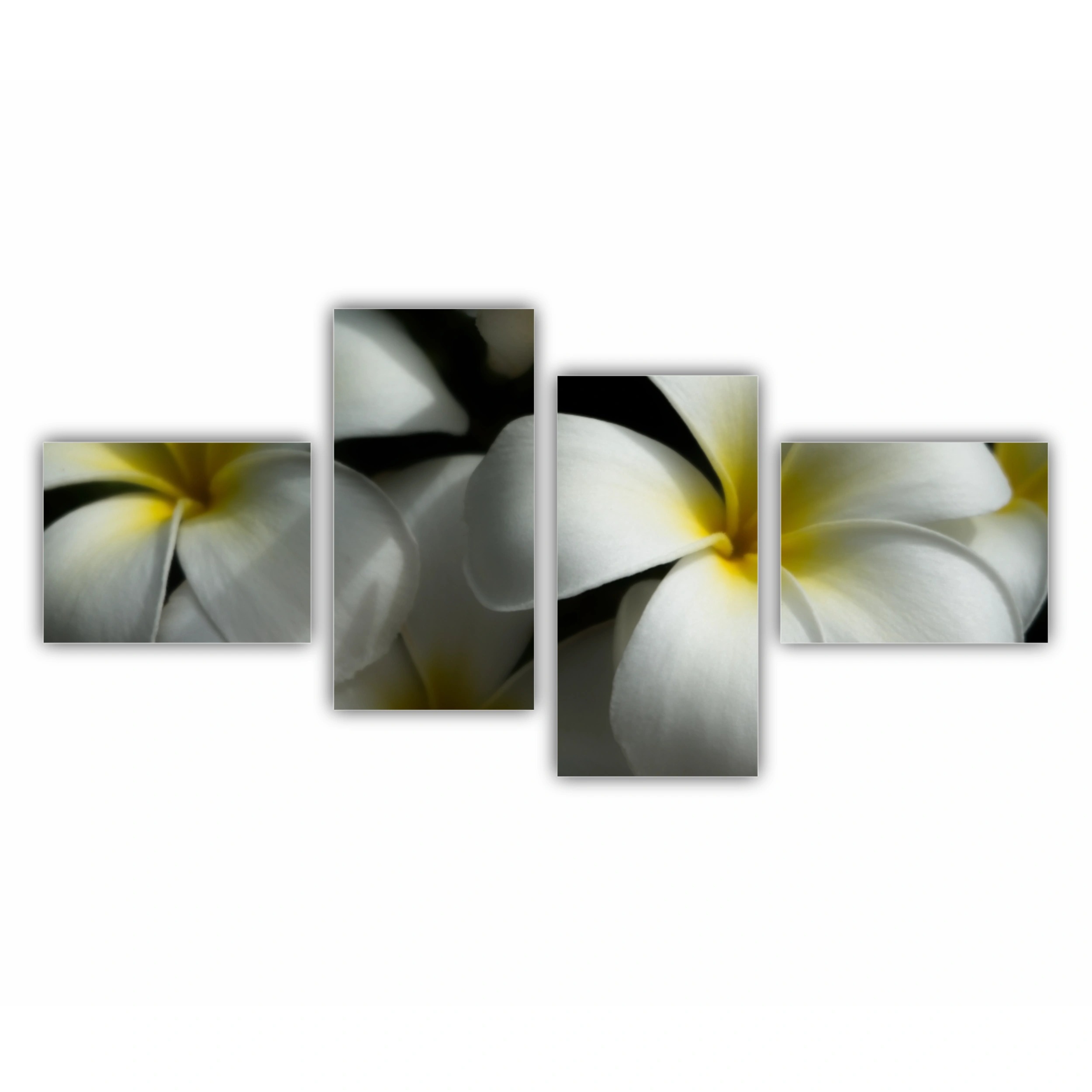 Plumeria 11