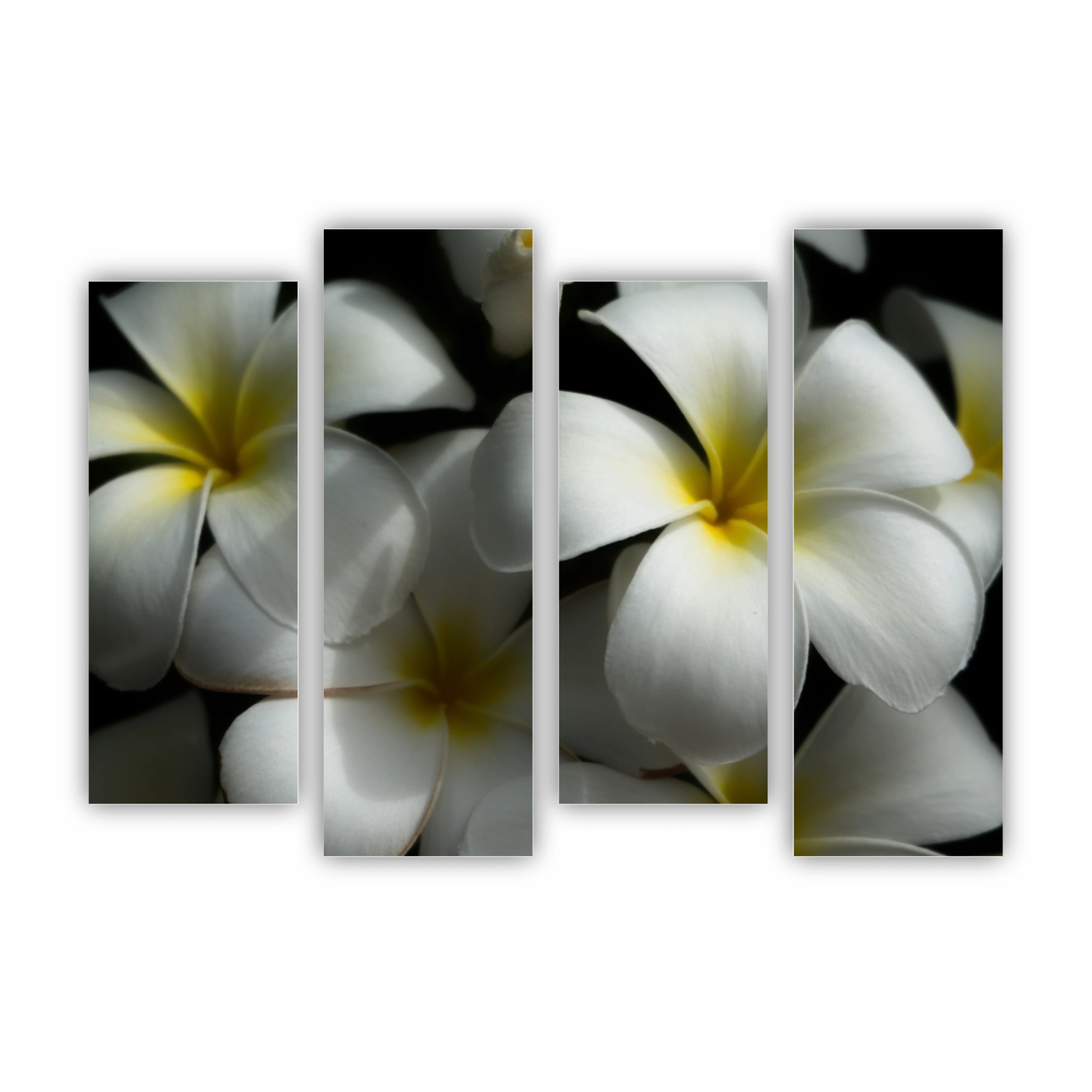 Plumeria 11