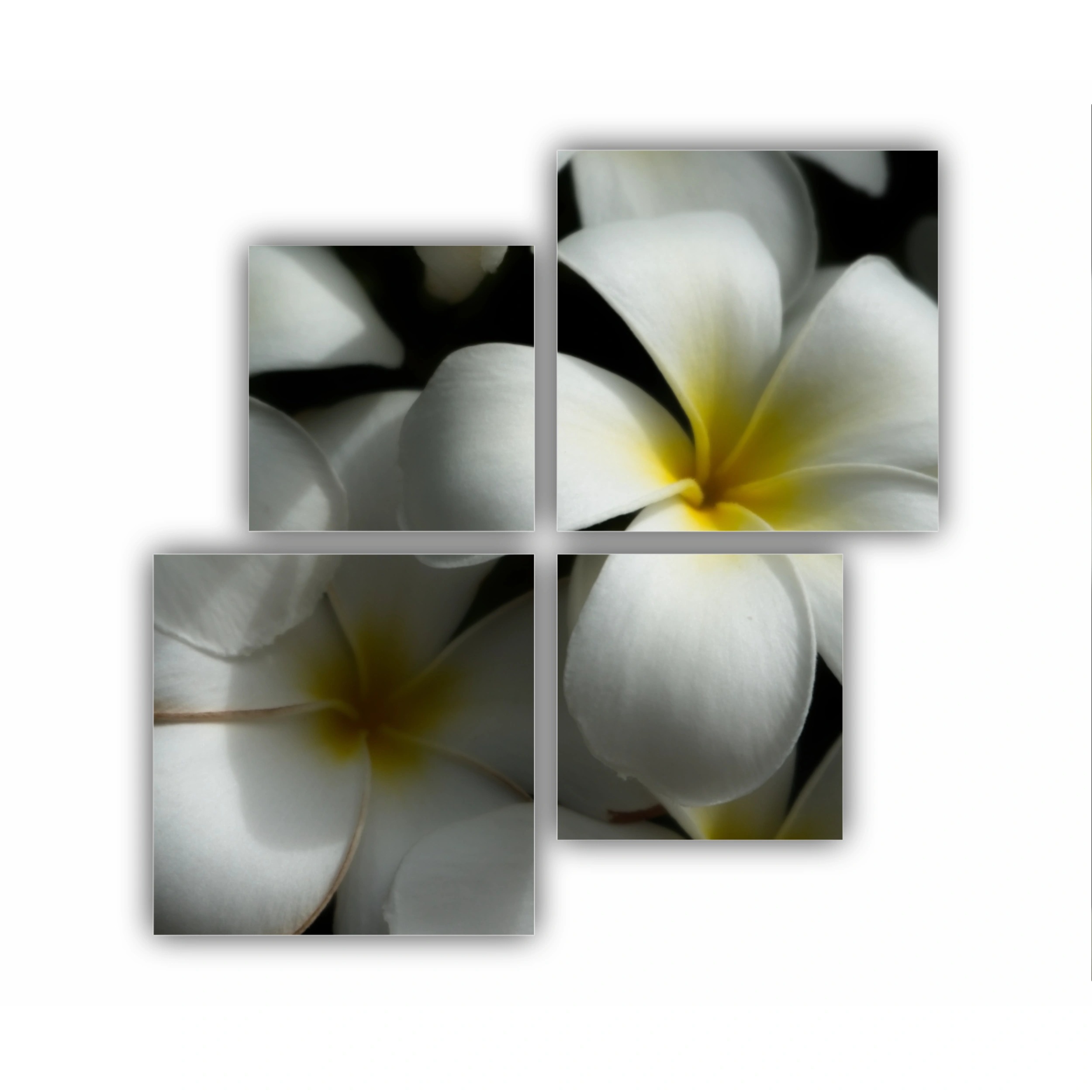 Plumeria 11