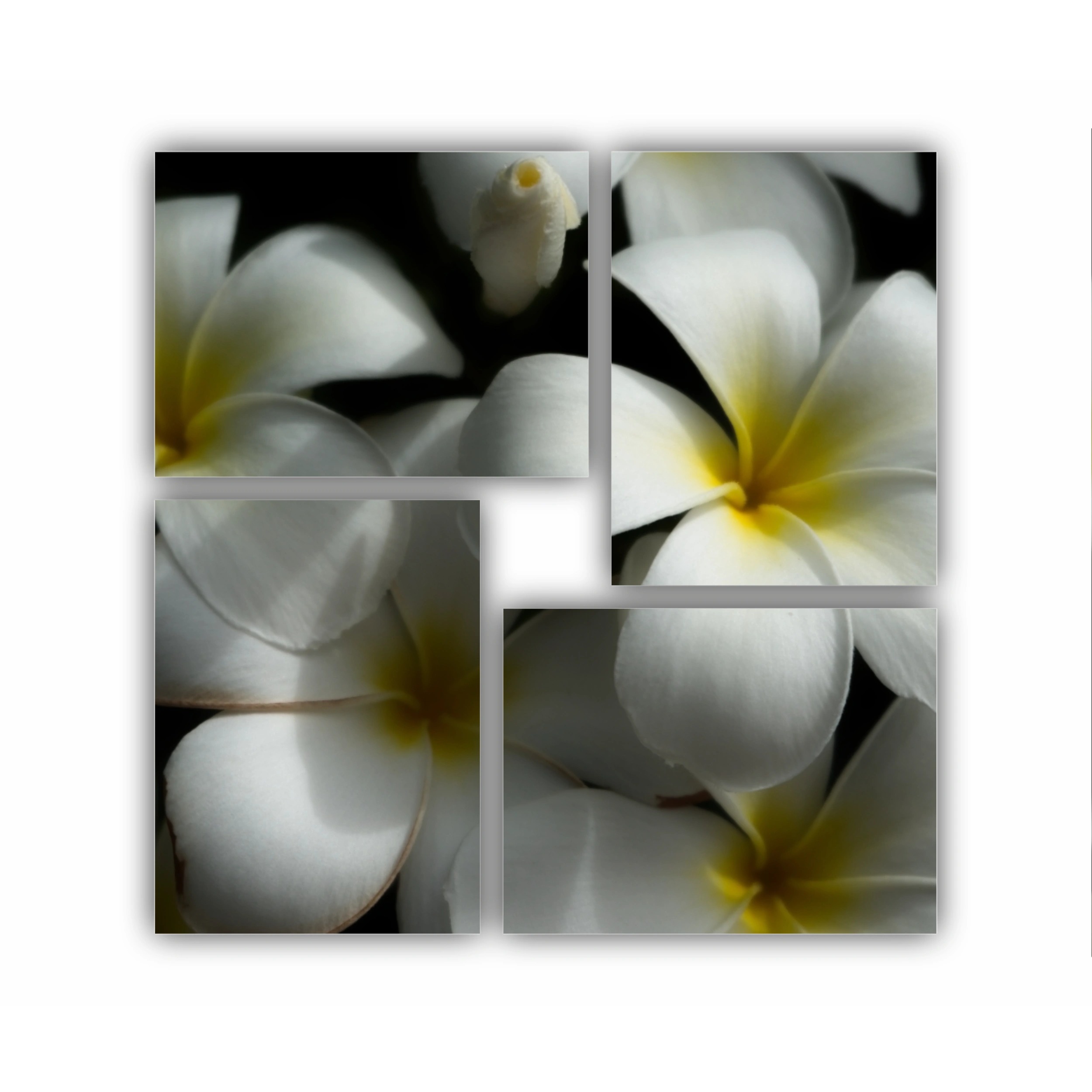 Plumeria 11