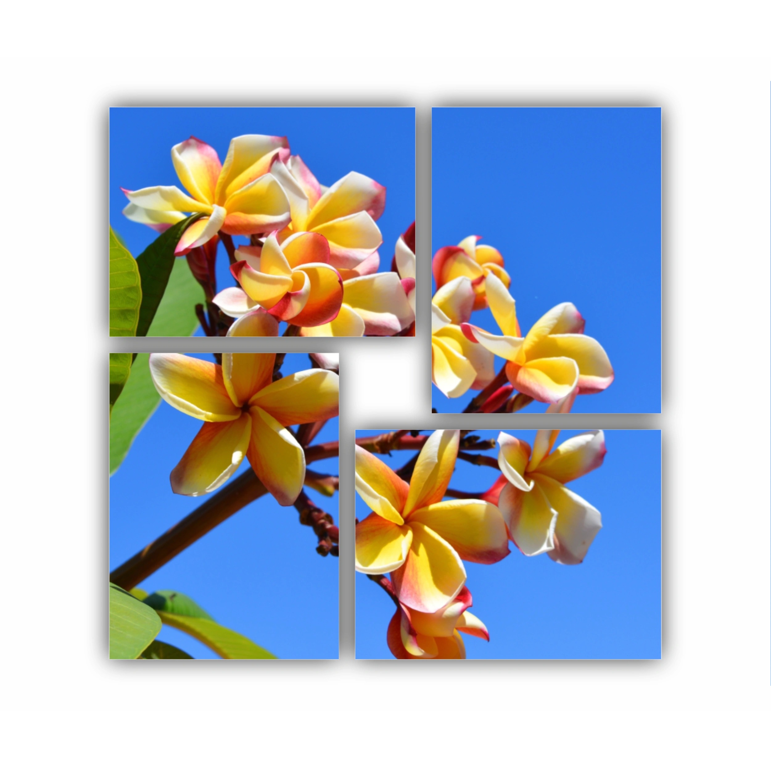 Plumeria 13