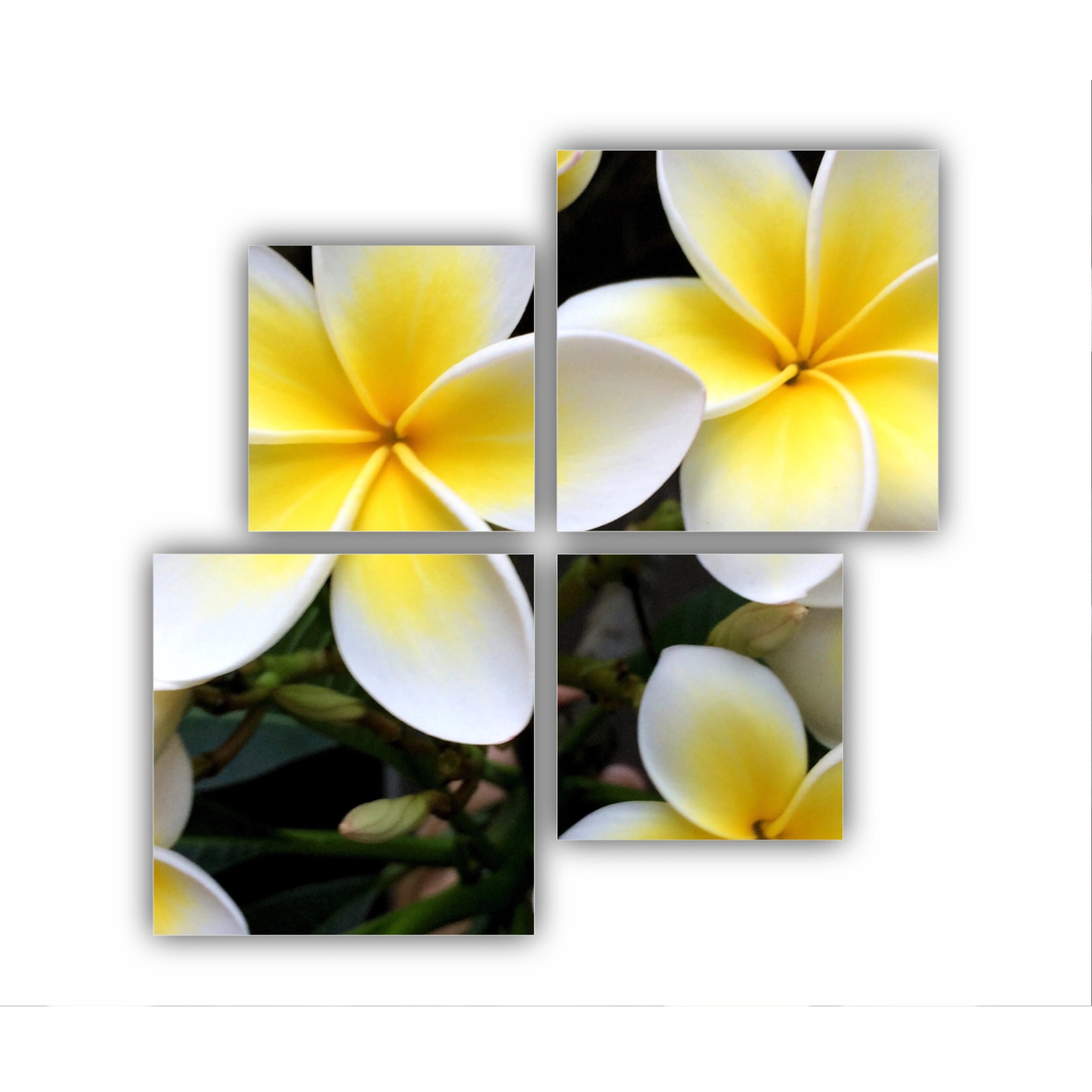 Plumeria 15