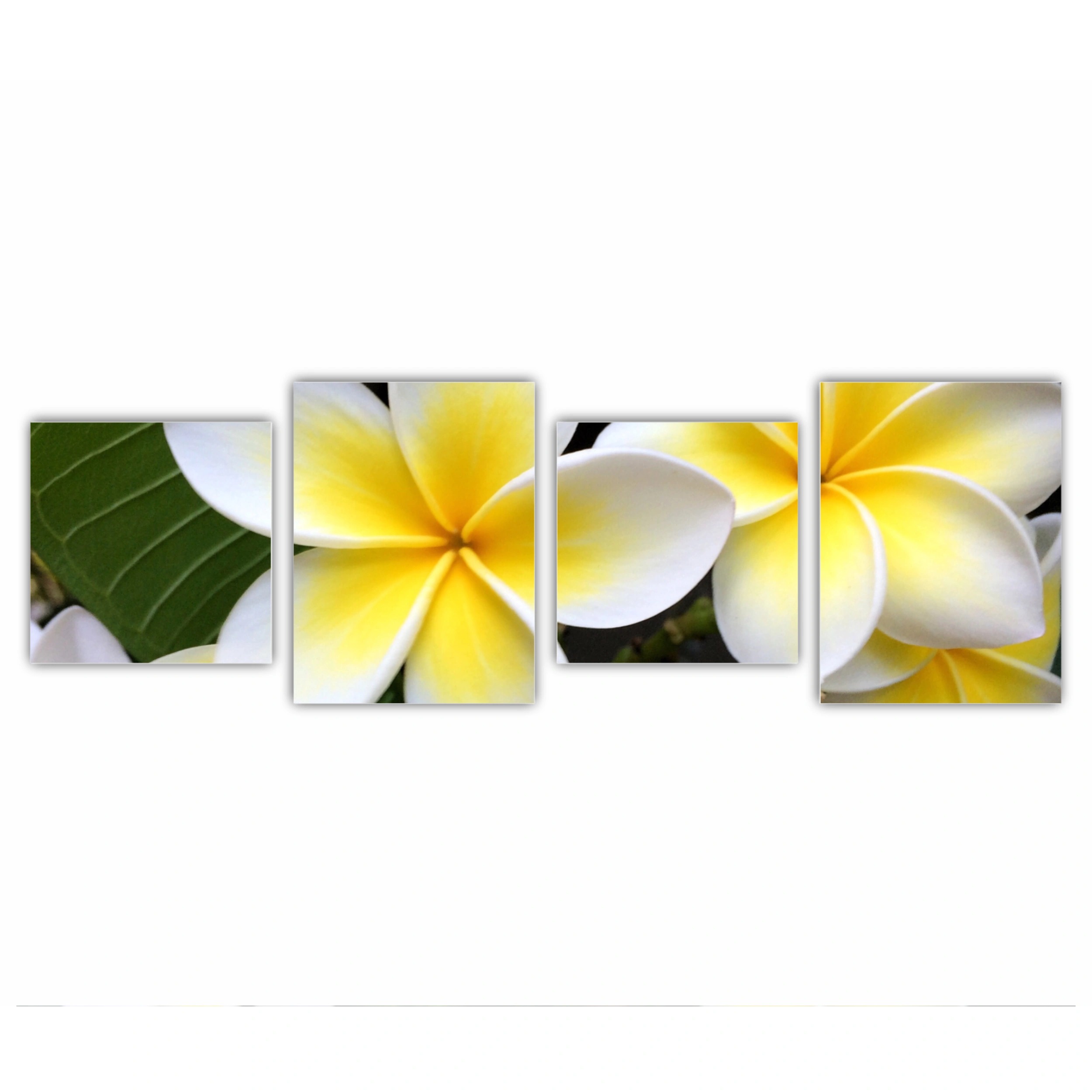 Plumeria 15