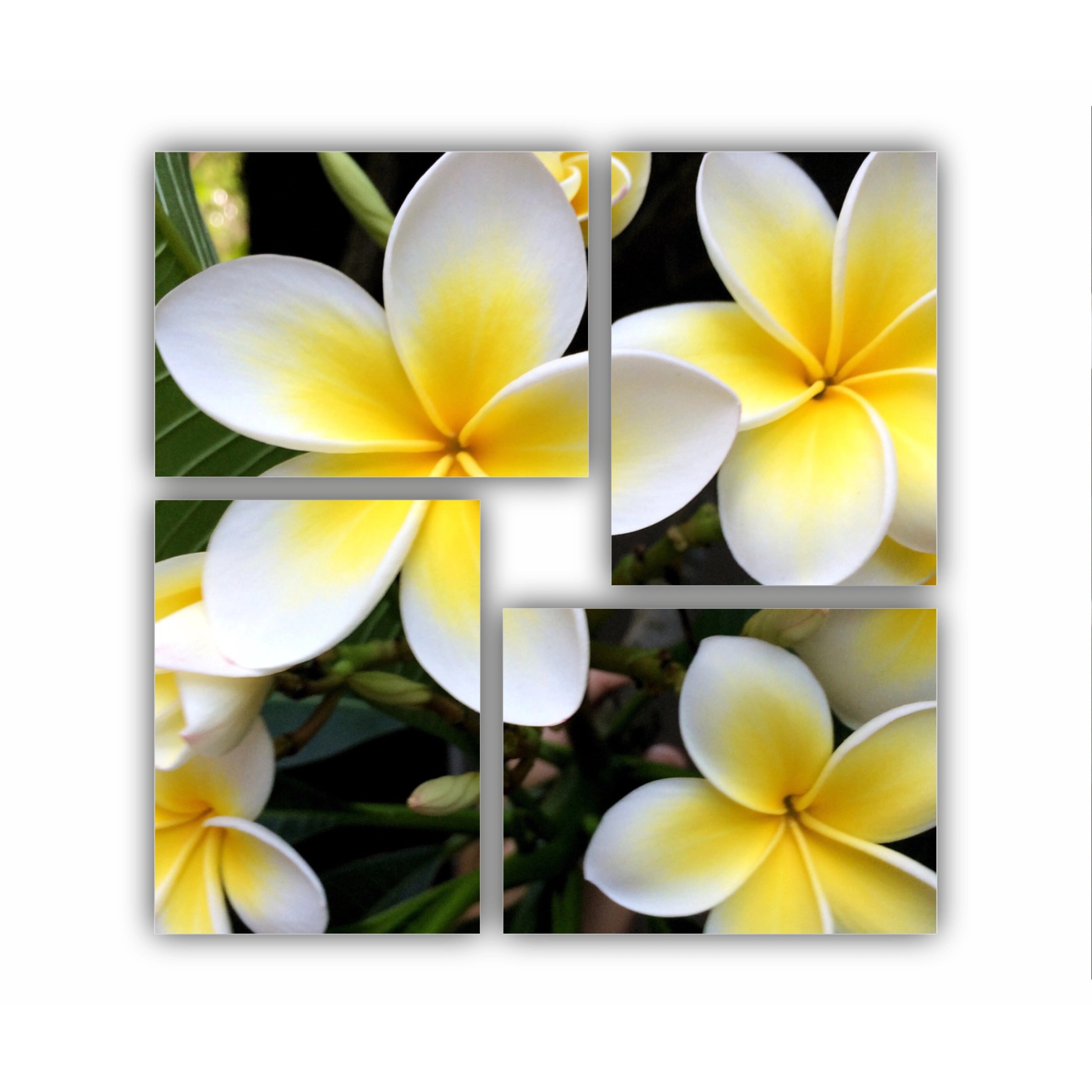 Plumeria 15