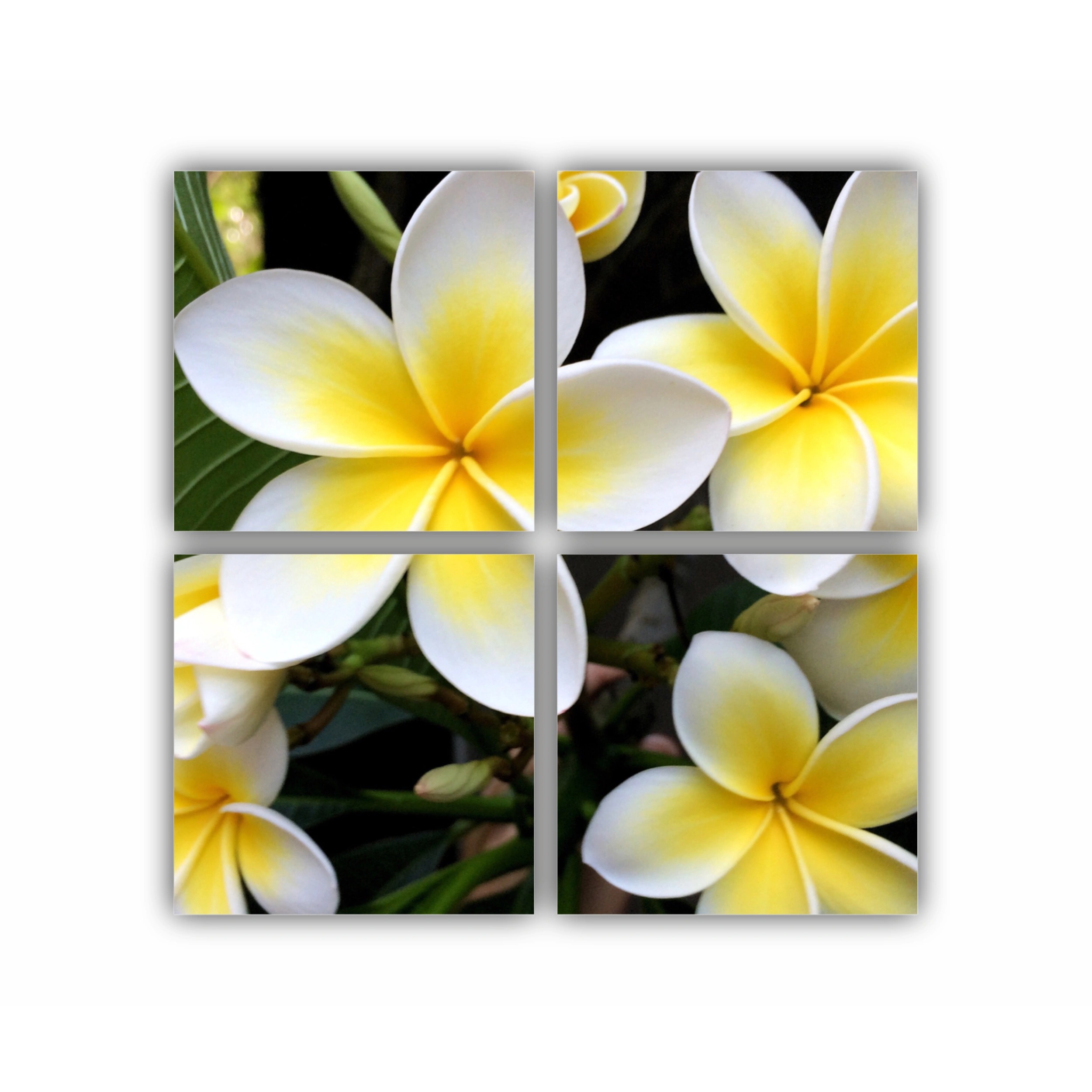 Plumeria 15