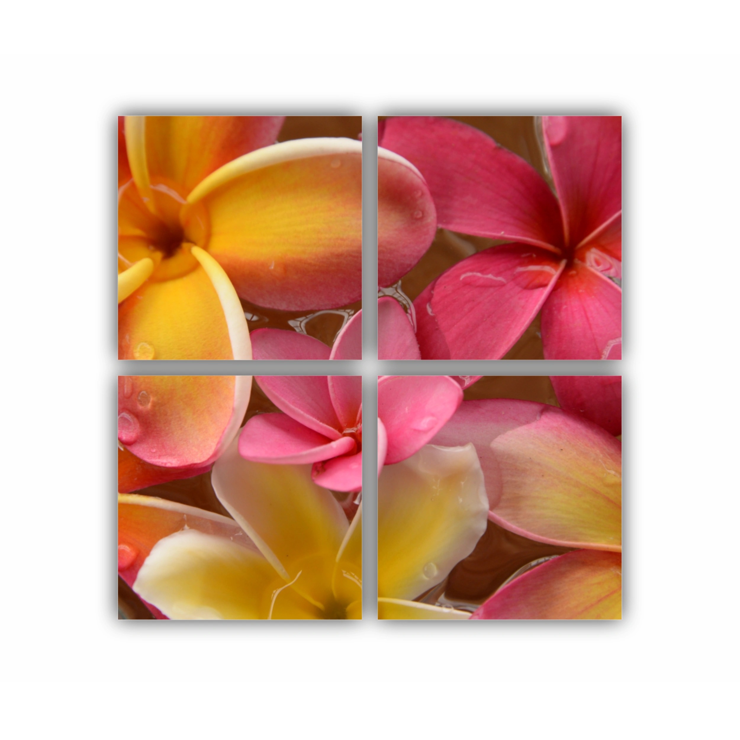 Plumeria 17