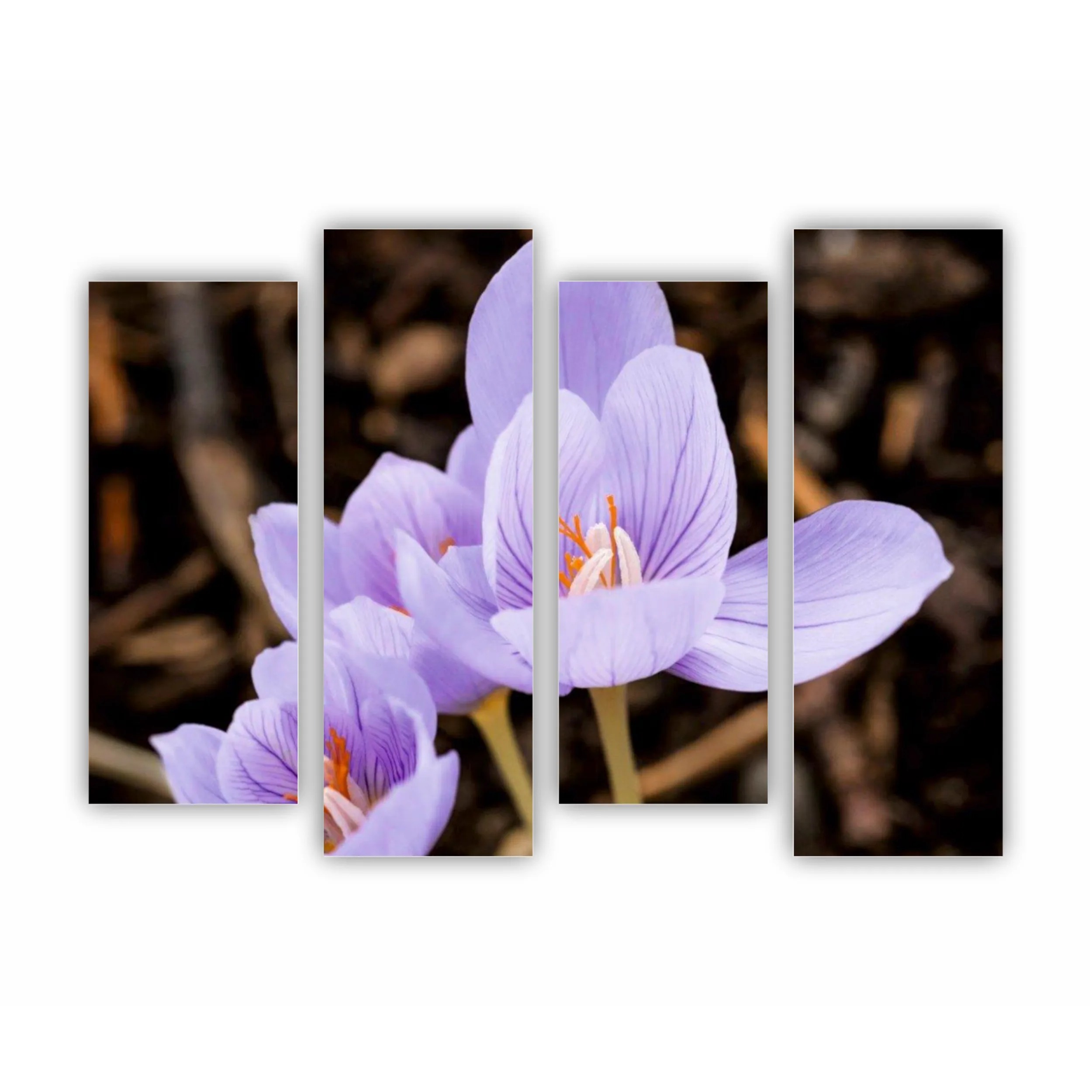 Crocus purpuriu