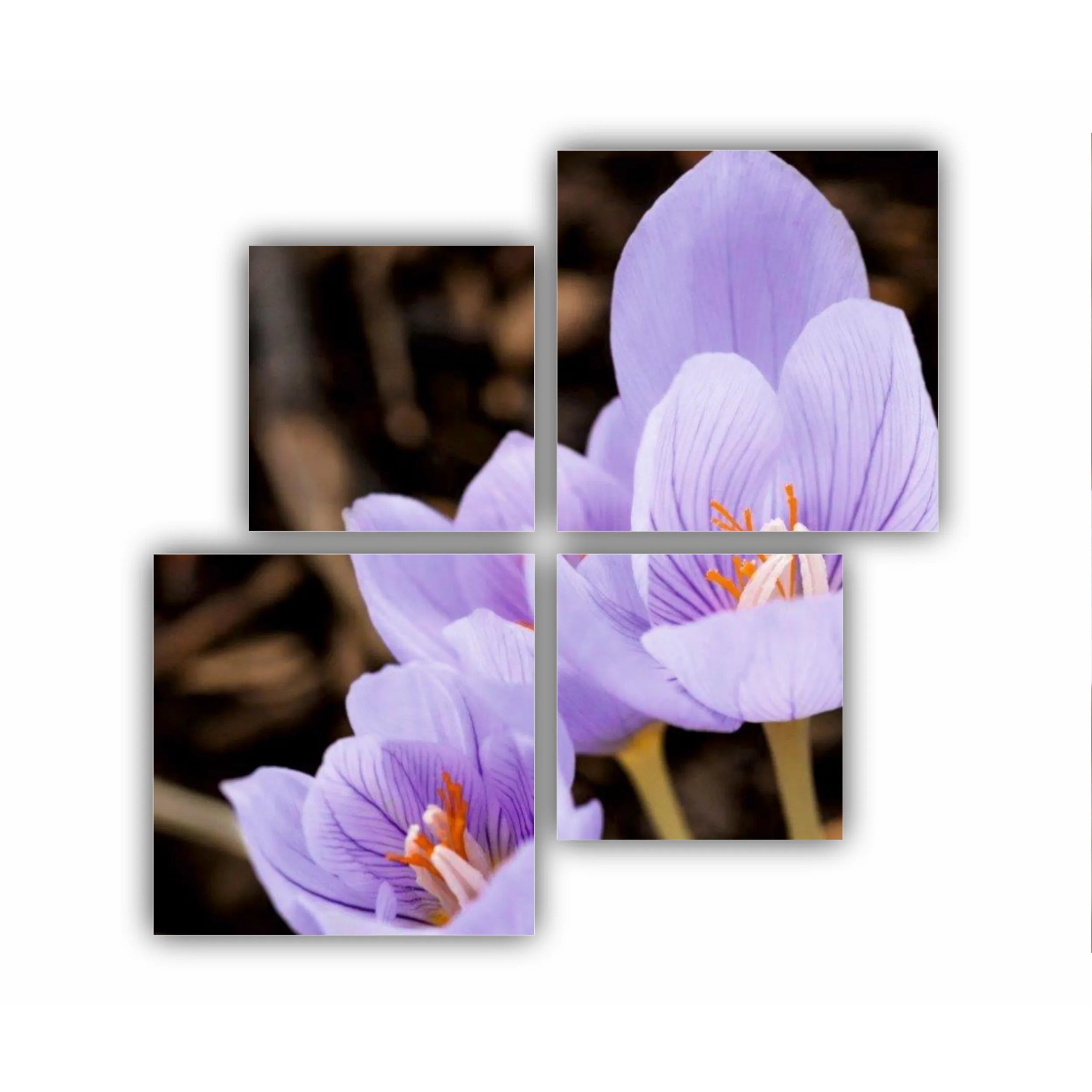 Crocus purpuriu 3