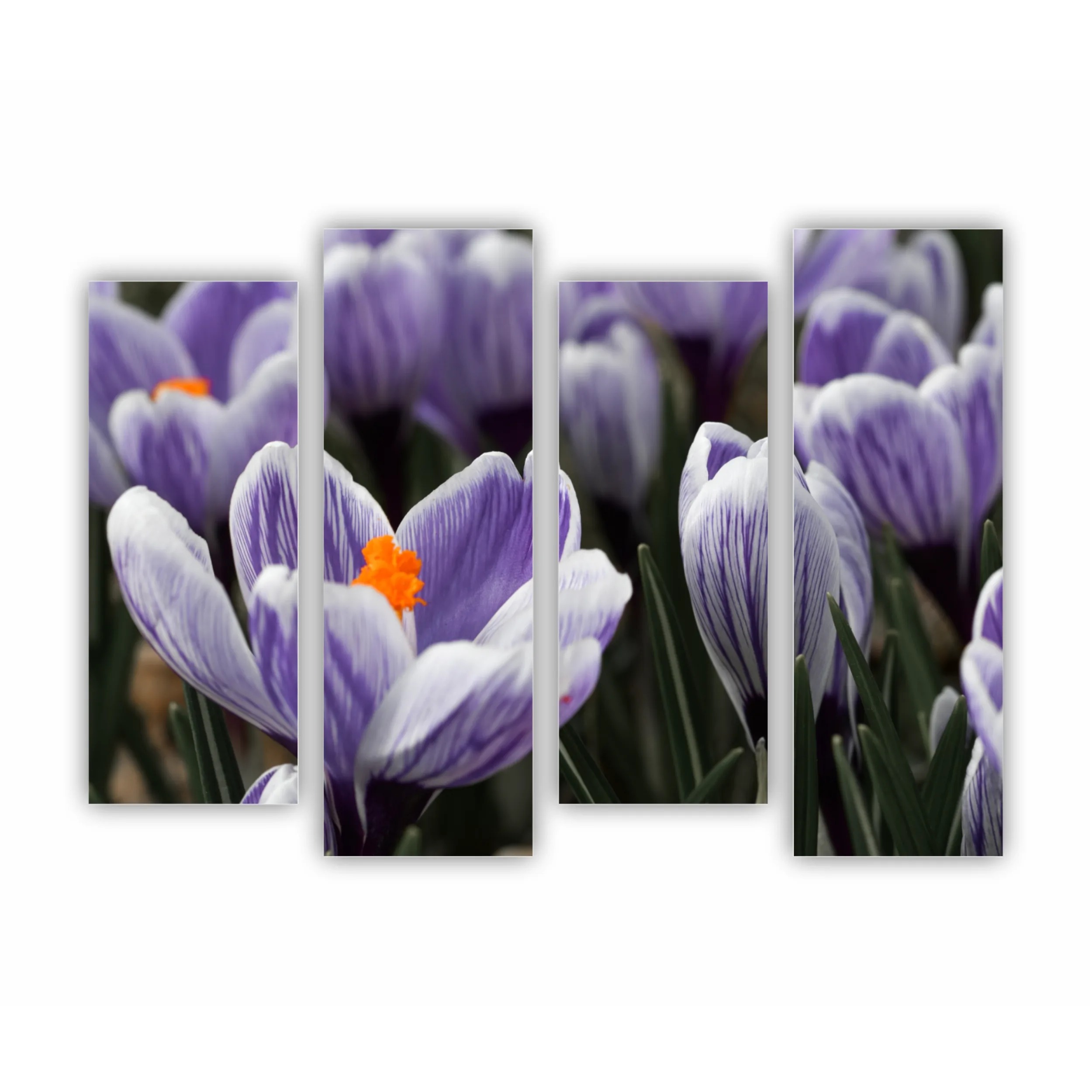 Crocus