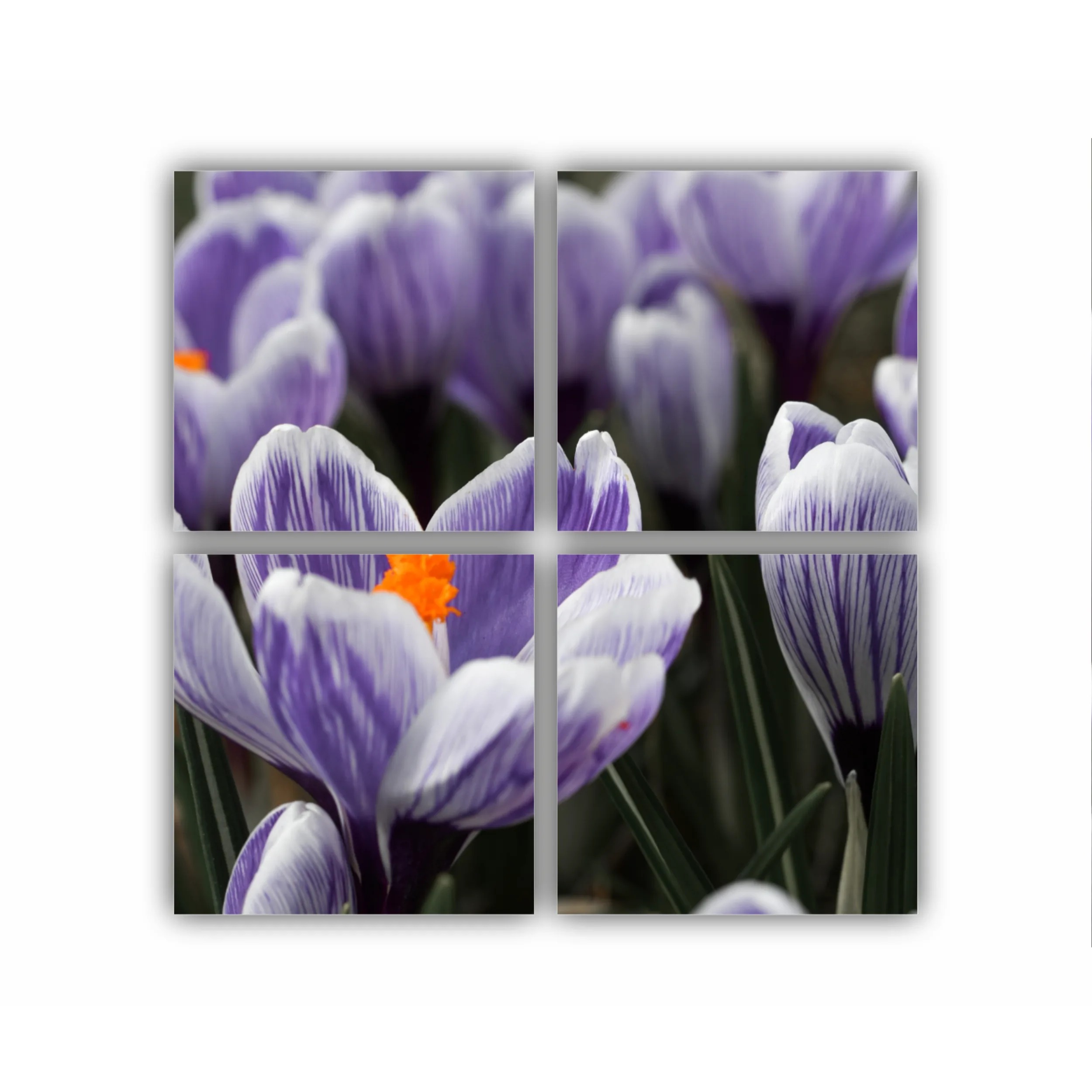 Crocus