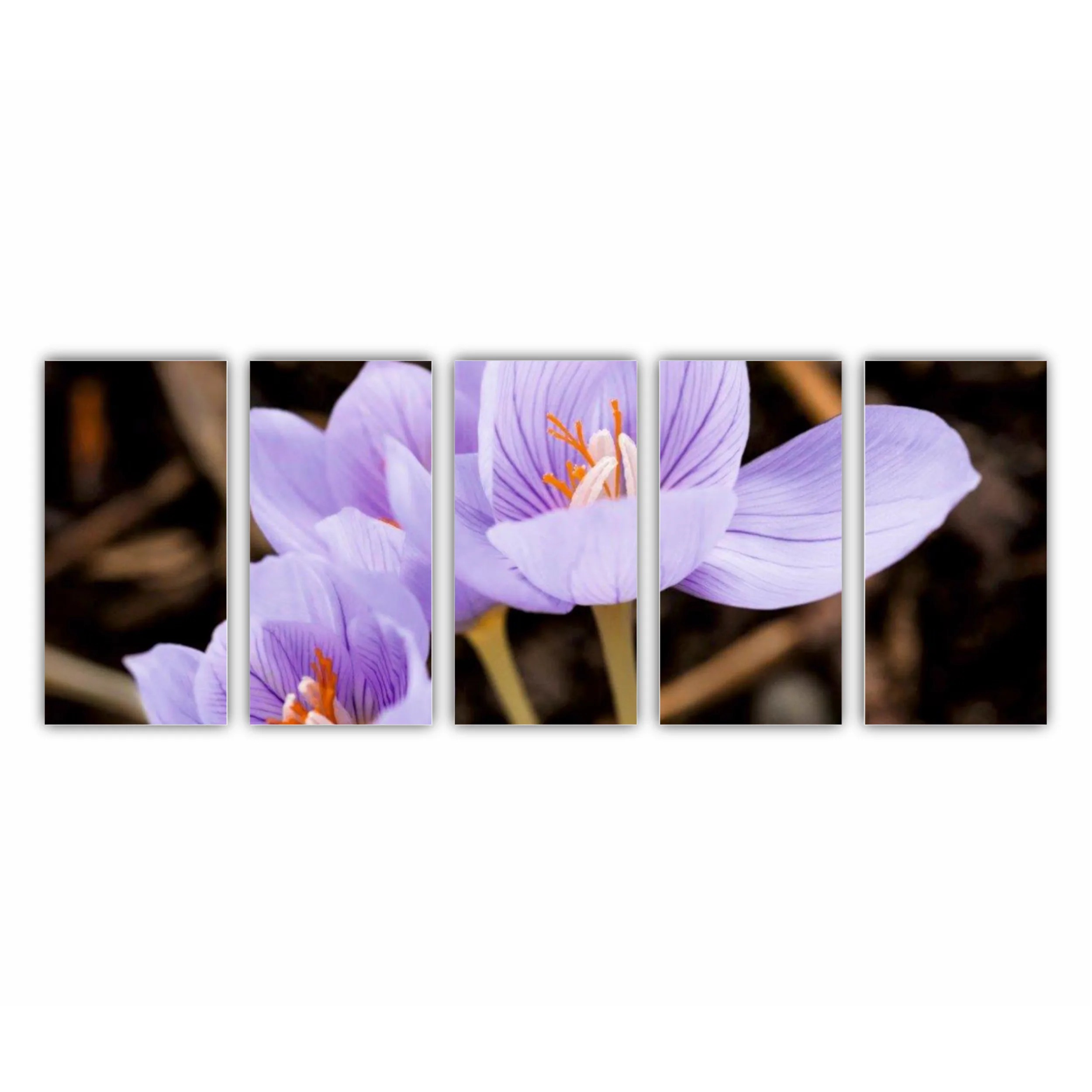 Crocus purpuriu 3