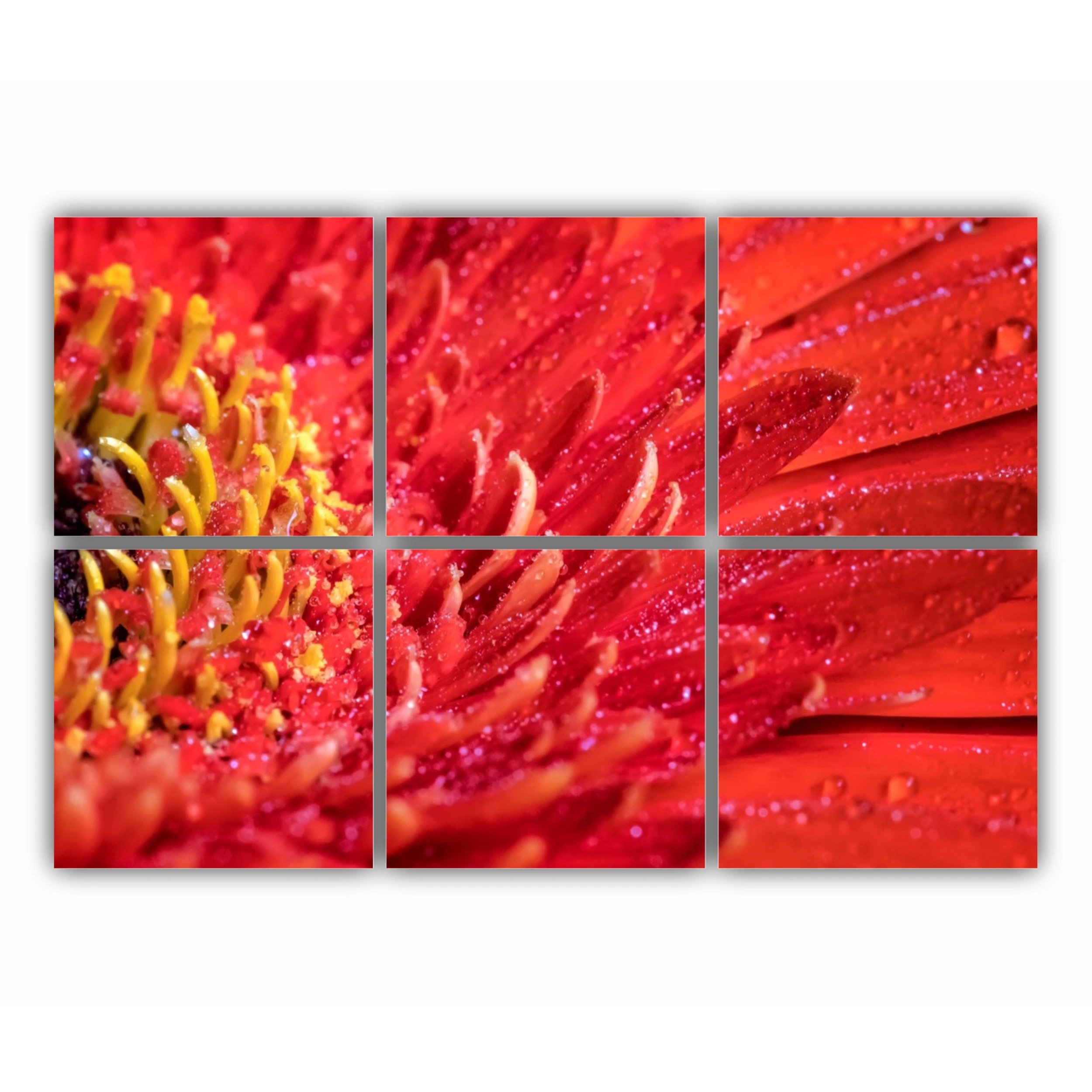 Floare de gerbera | Red gerbera flower